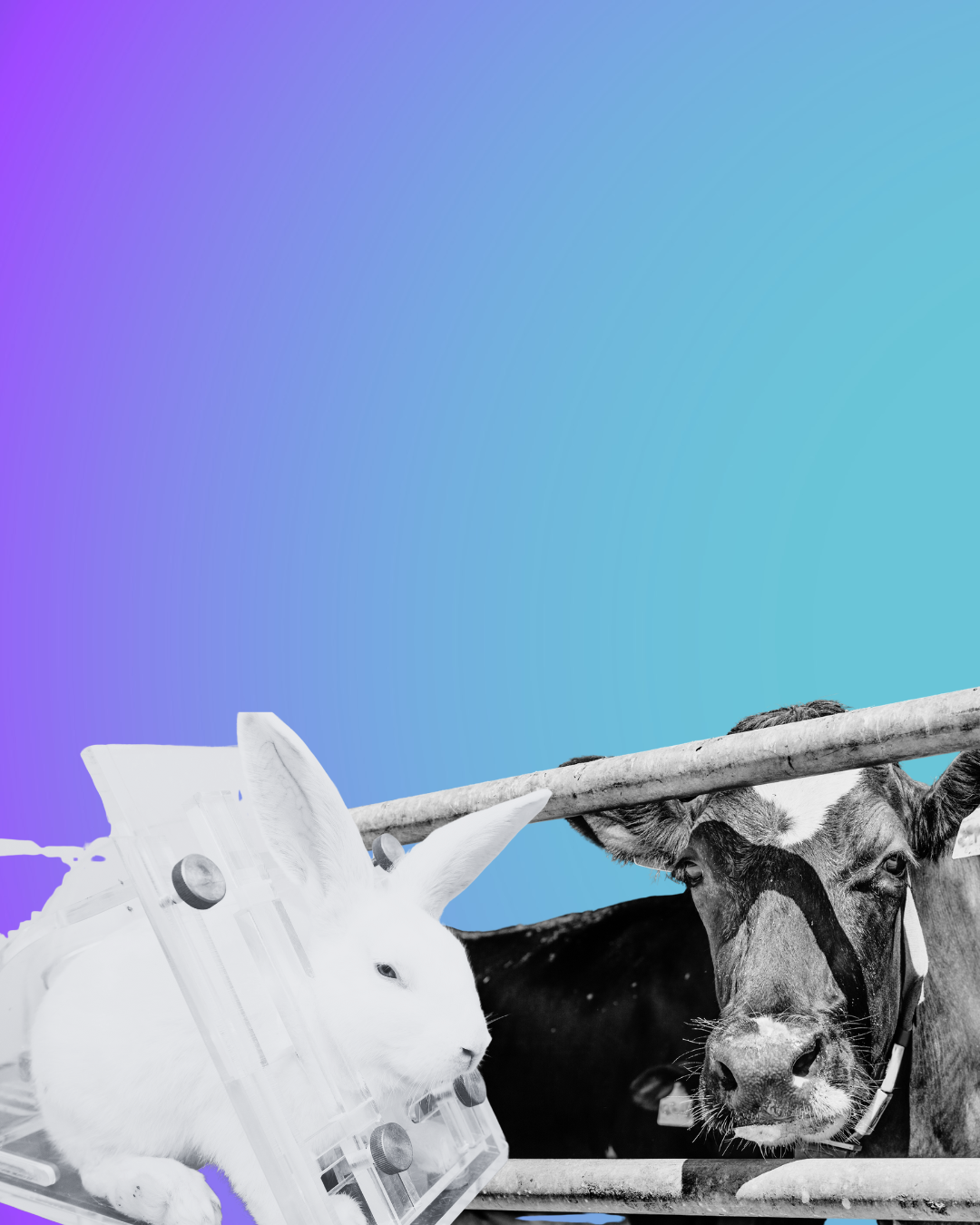 Explotados para la ciencia: por qué los animales de laboratorio también son animales de granja