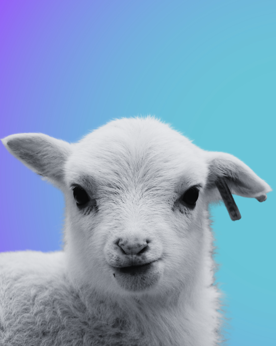 Tradiciones sagradas, crueldad oculta: el costo de la Semana Santa para los animales