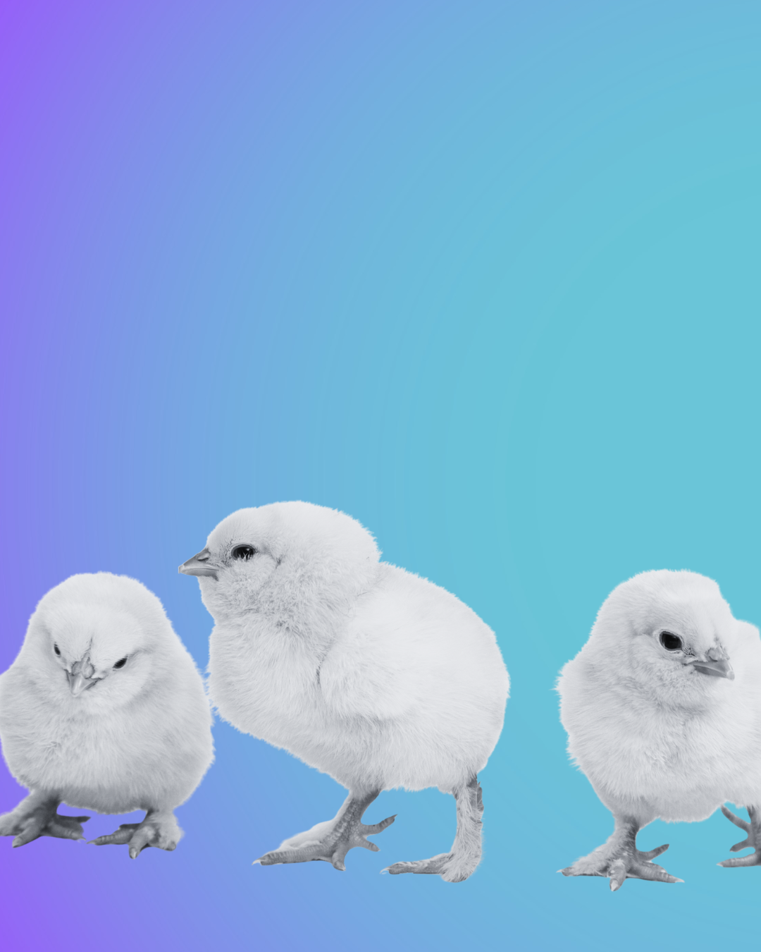 Hacia la prohibición de la matanza de pollos machos en Chile