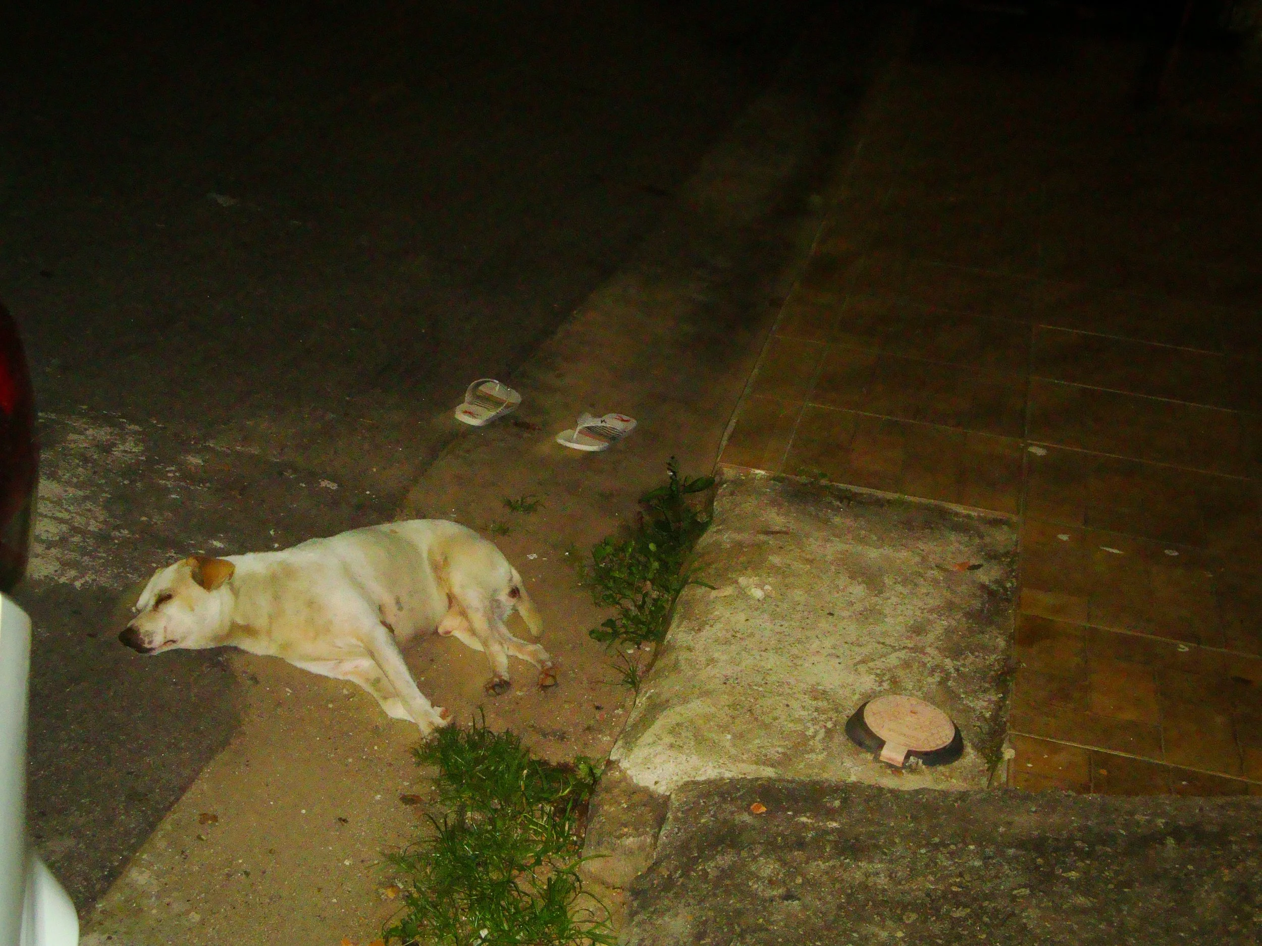 DSC01940.jpg