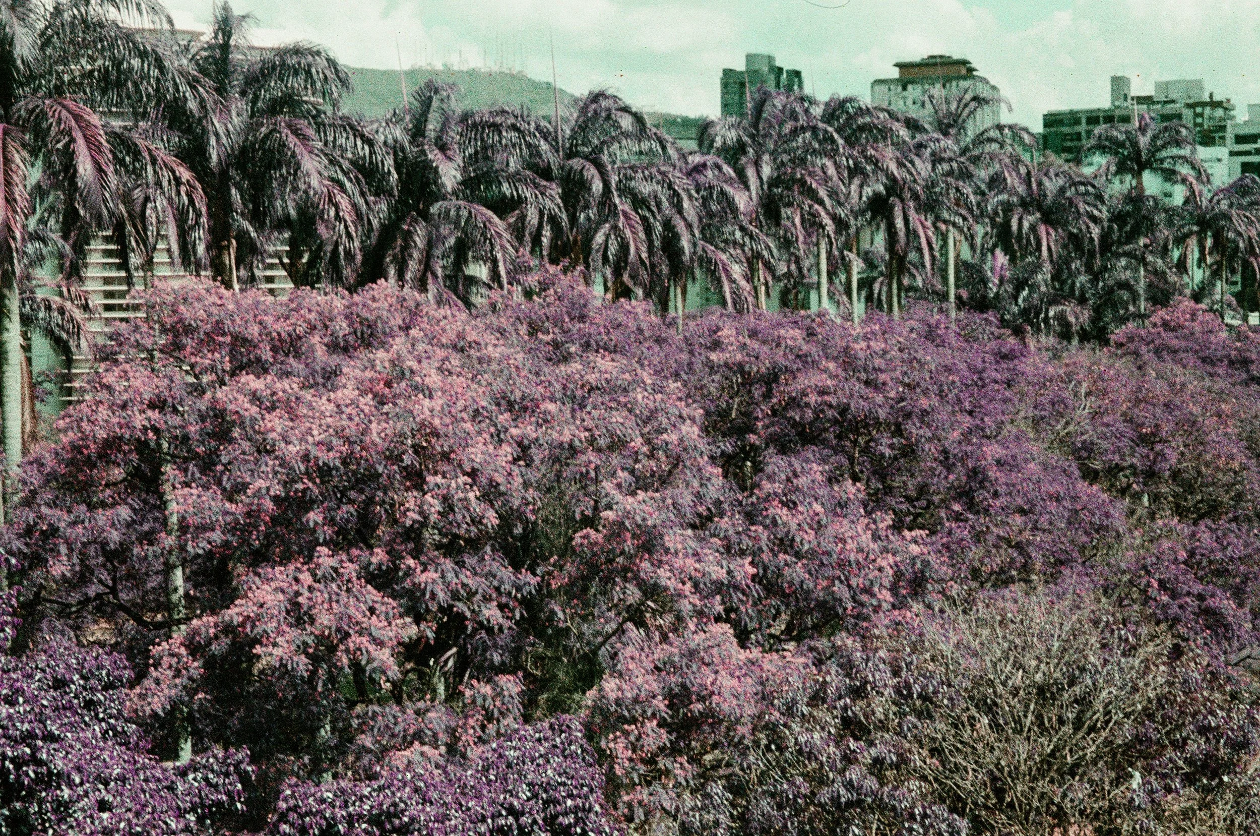 4404-PURPLE-200-30(1).jpg