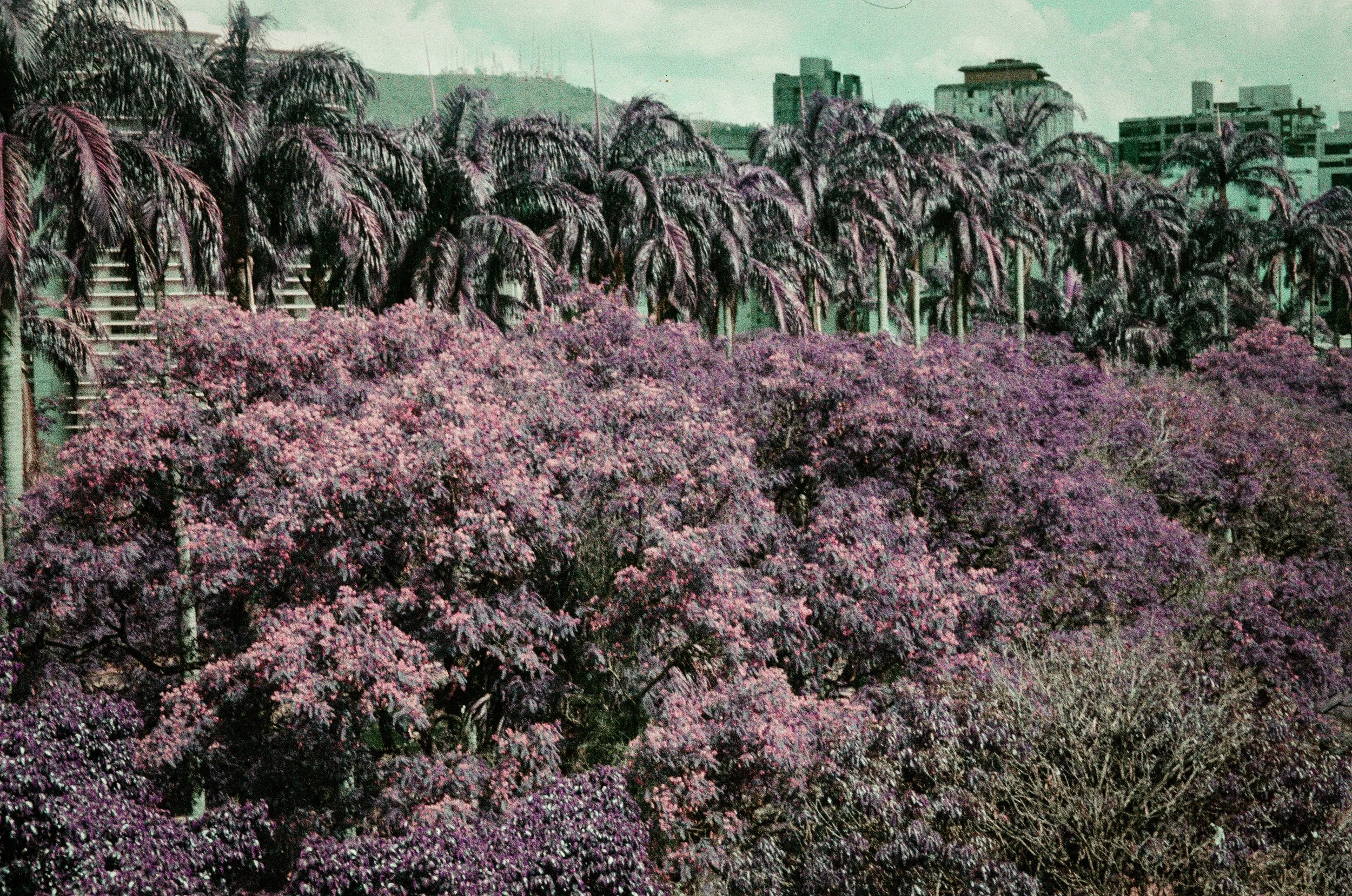 4404-PURPLE-200-30.jpg