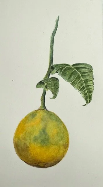Beginner's Watercolor Class with Elisabeth Ridenour Part 2
