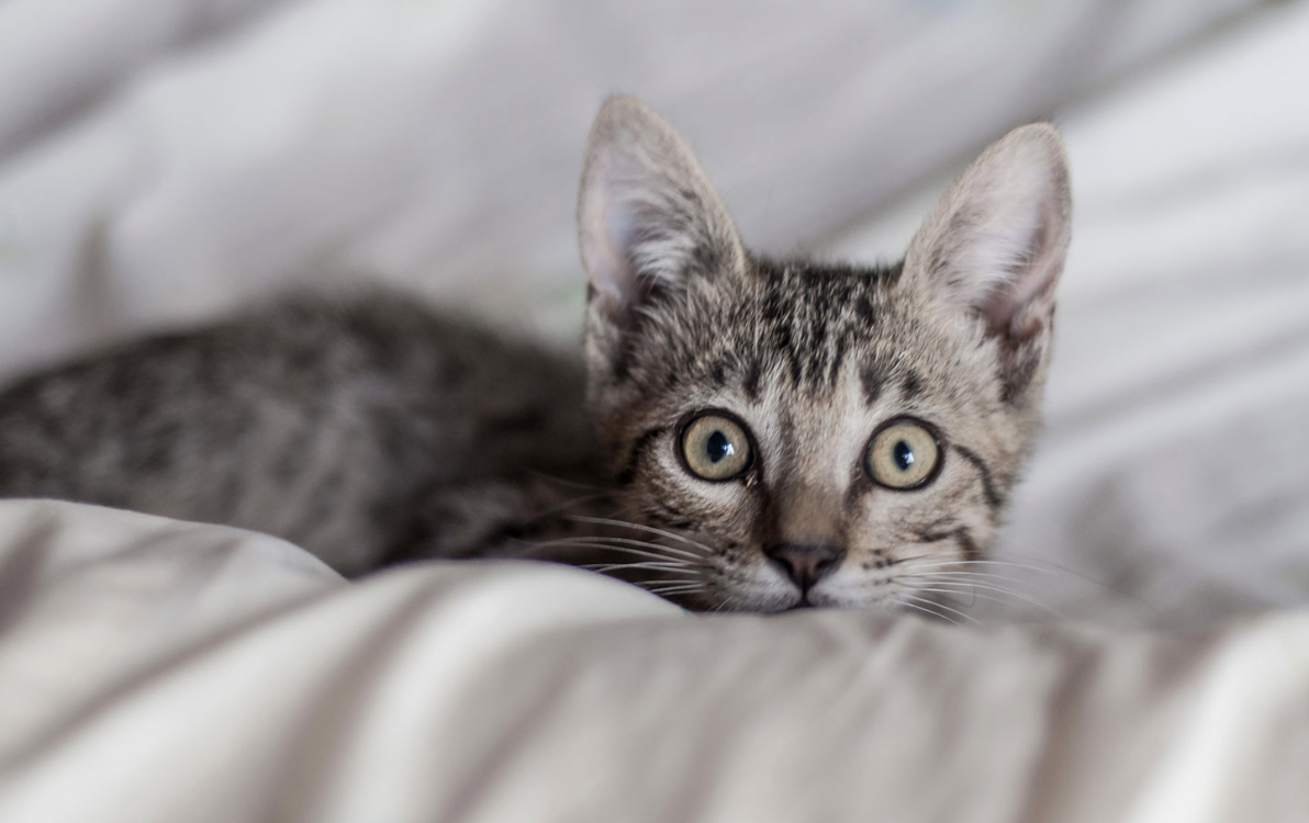 Caturday Supplies Drive with Kitty Co. Cat Rescue and Lounge