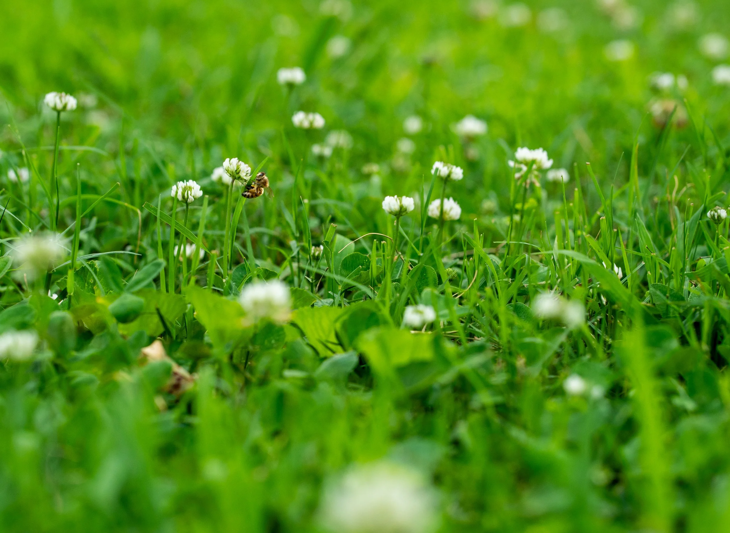 Bee Front Yard.jpg