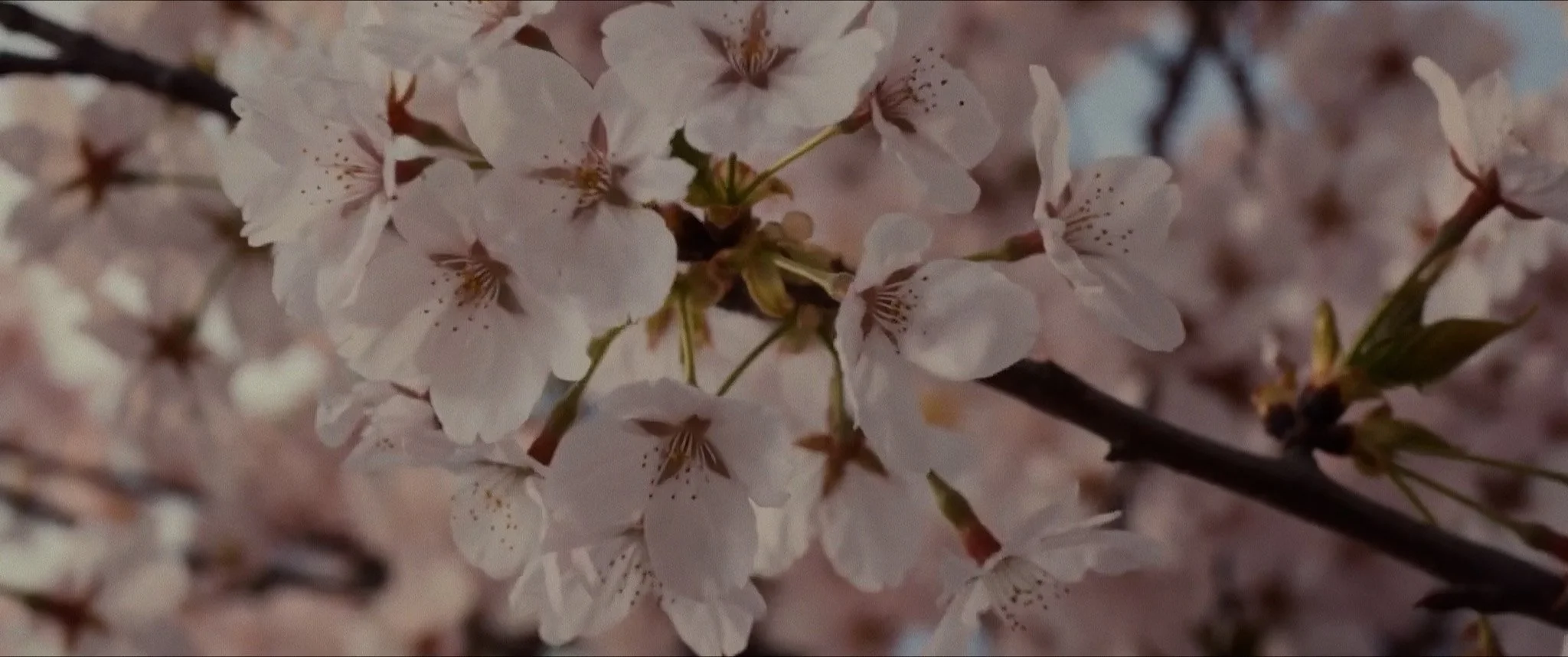 THE WAY OF THE COURT186.jpg