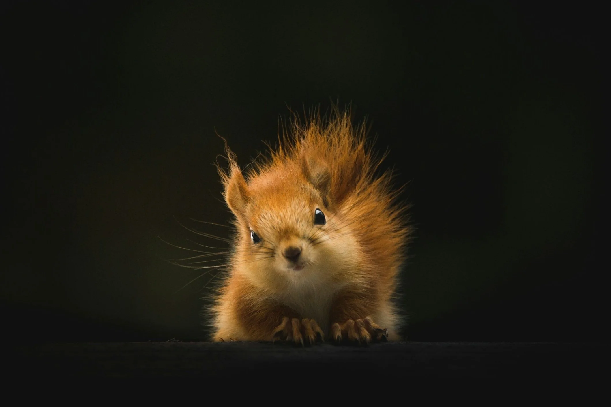 Close-up of a tiny squirrel with a bushy tail and wide eyes on a dark surface.
