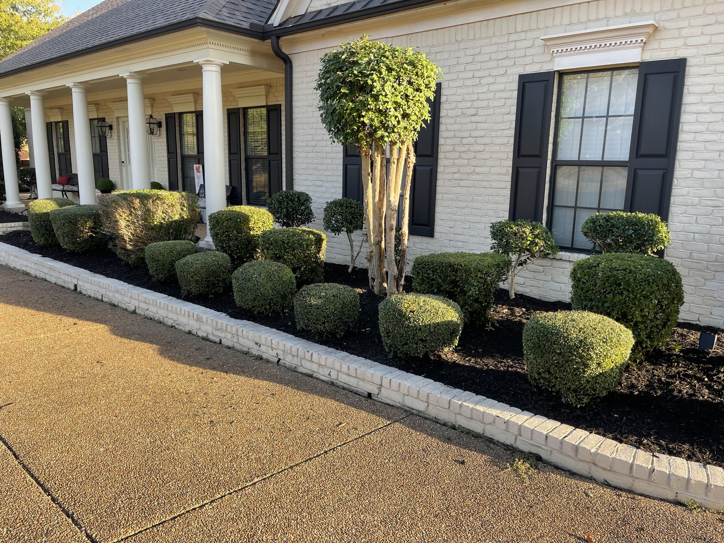 Well-maintained front yard garden with trimmed bushes and a small tree in Olive Branch Mississippi