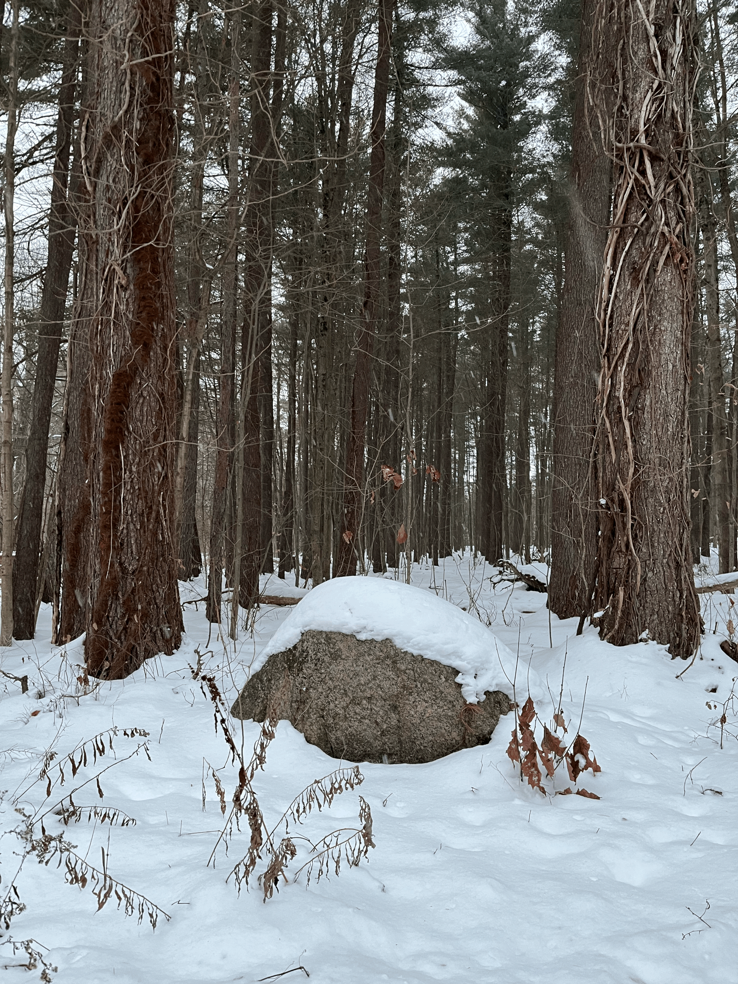 Getting Outdoors For Your Mental Health - Even in the Wintertime