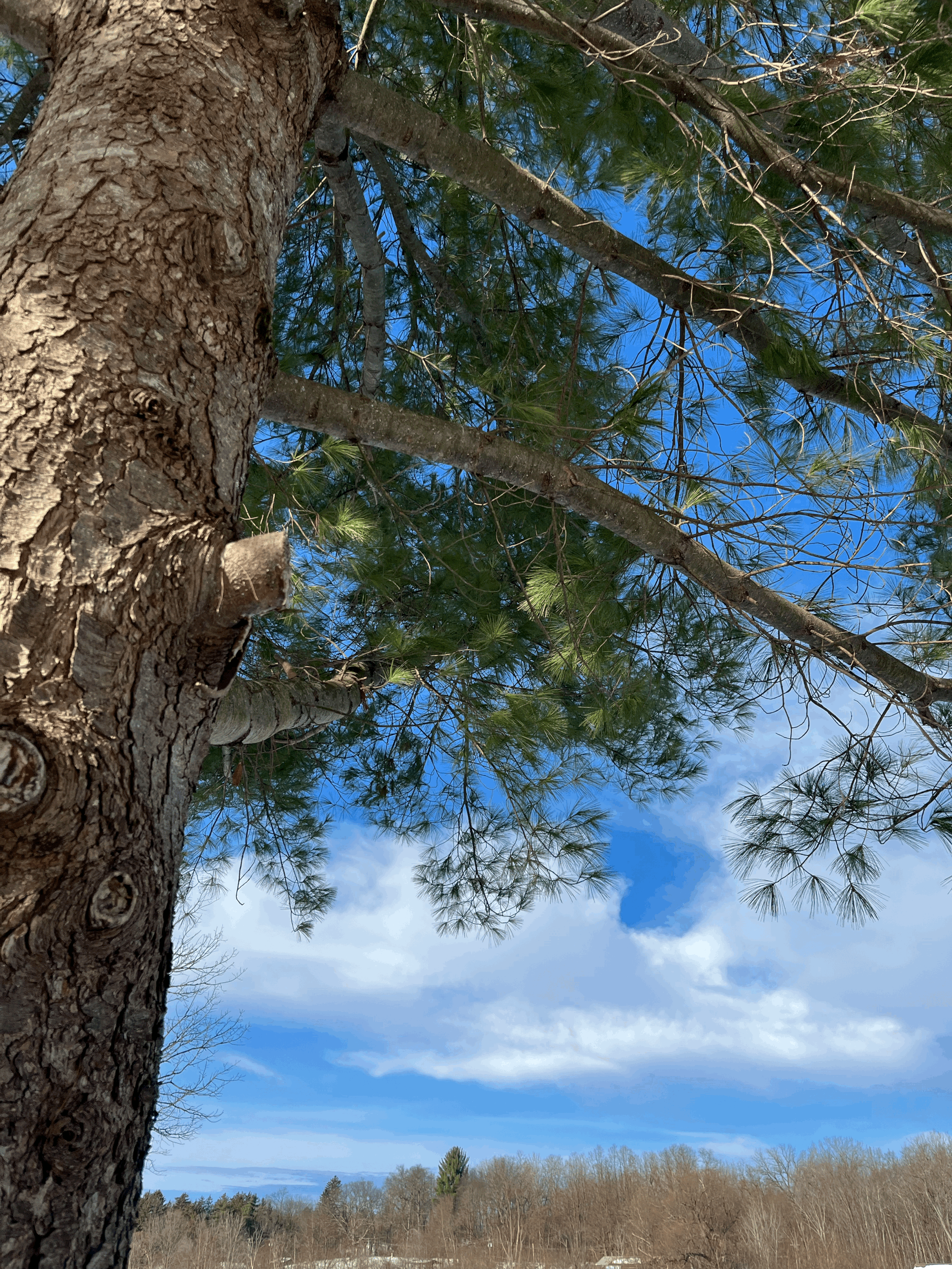 Communicating Effectively in Intimate Relationships 