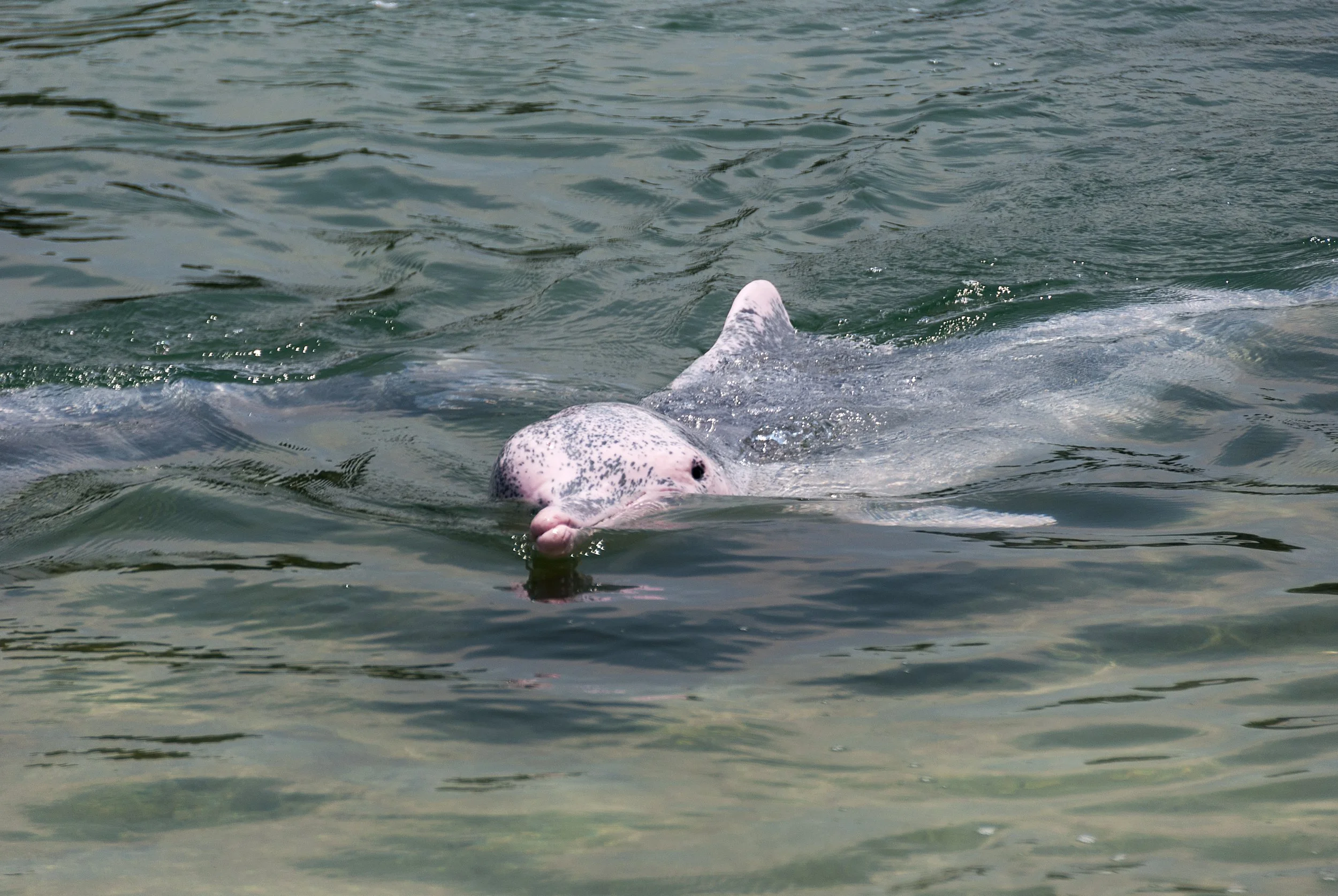 amazon-rare-pink-dolphin-cruise.jpg