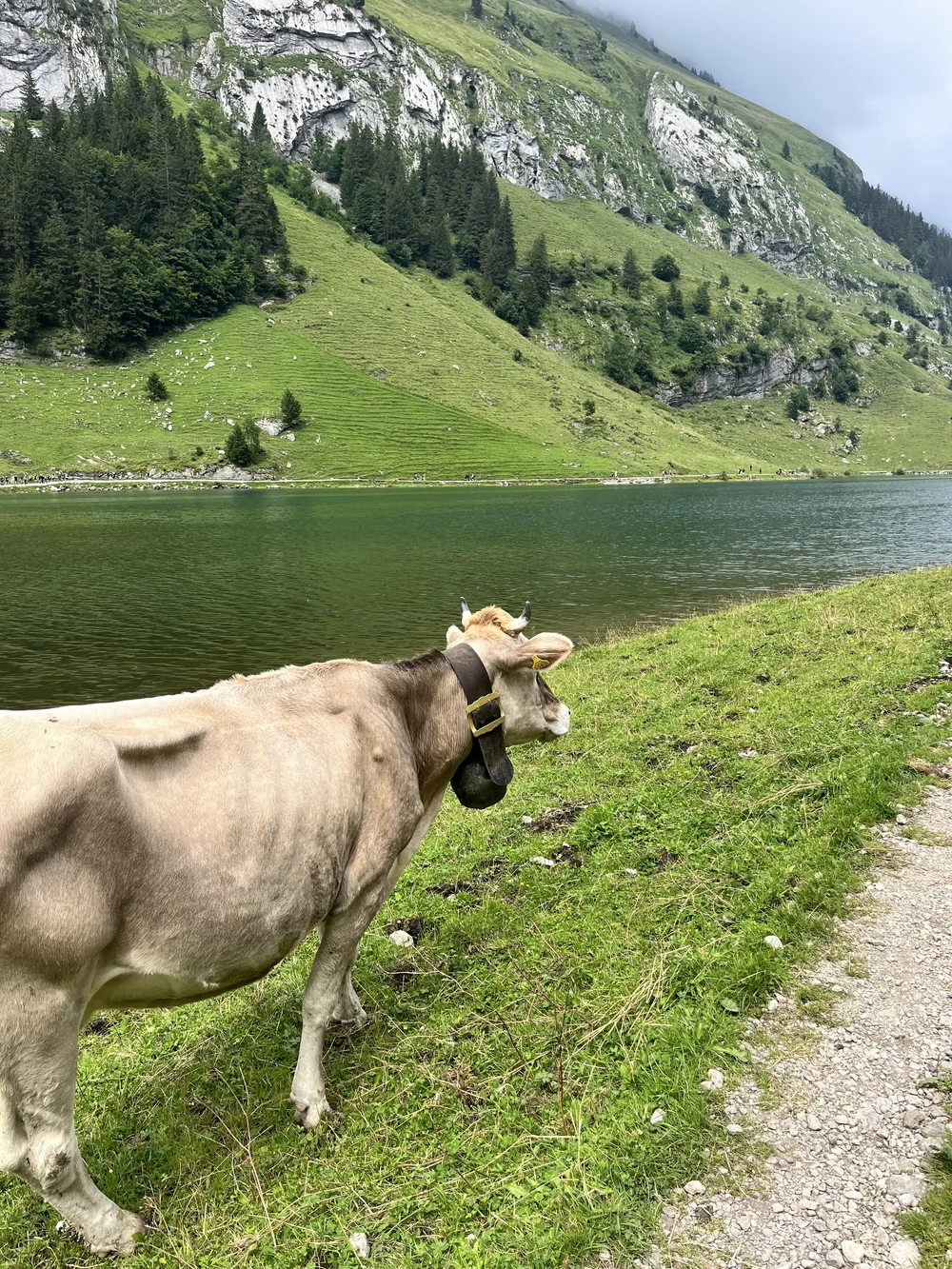 IMG_5365.jpeg