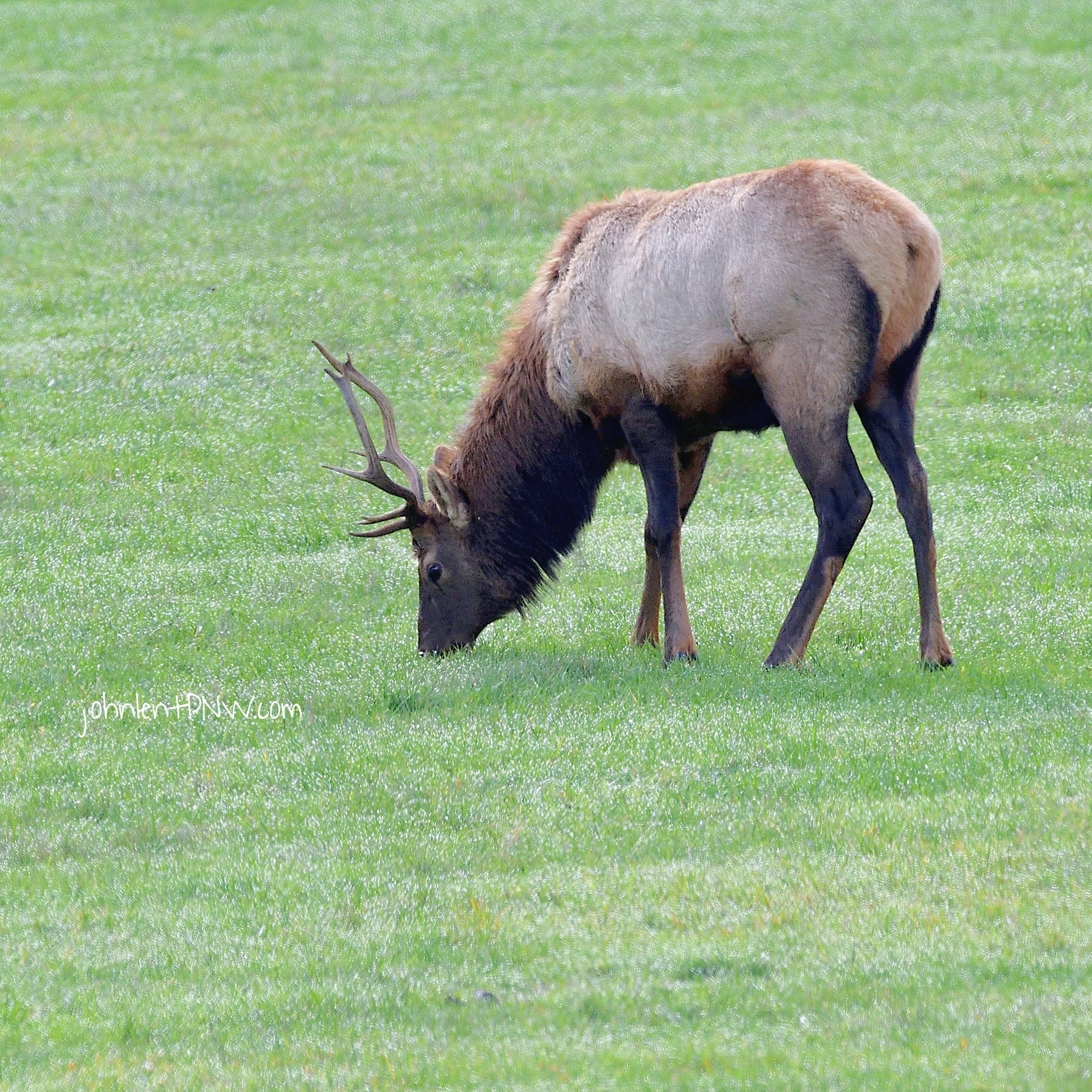 wtrmkd elk 6.jpg