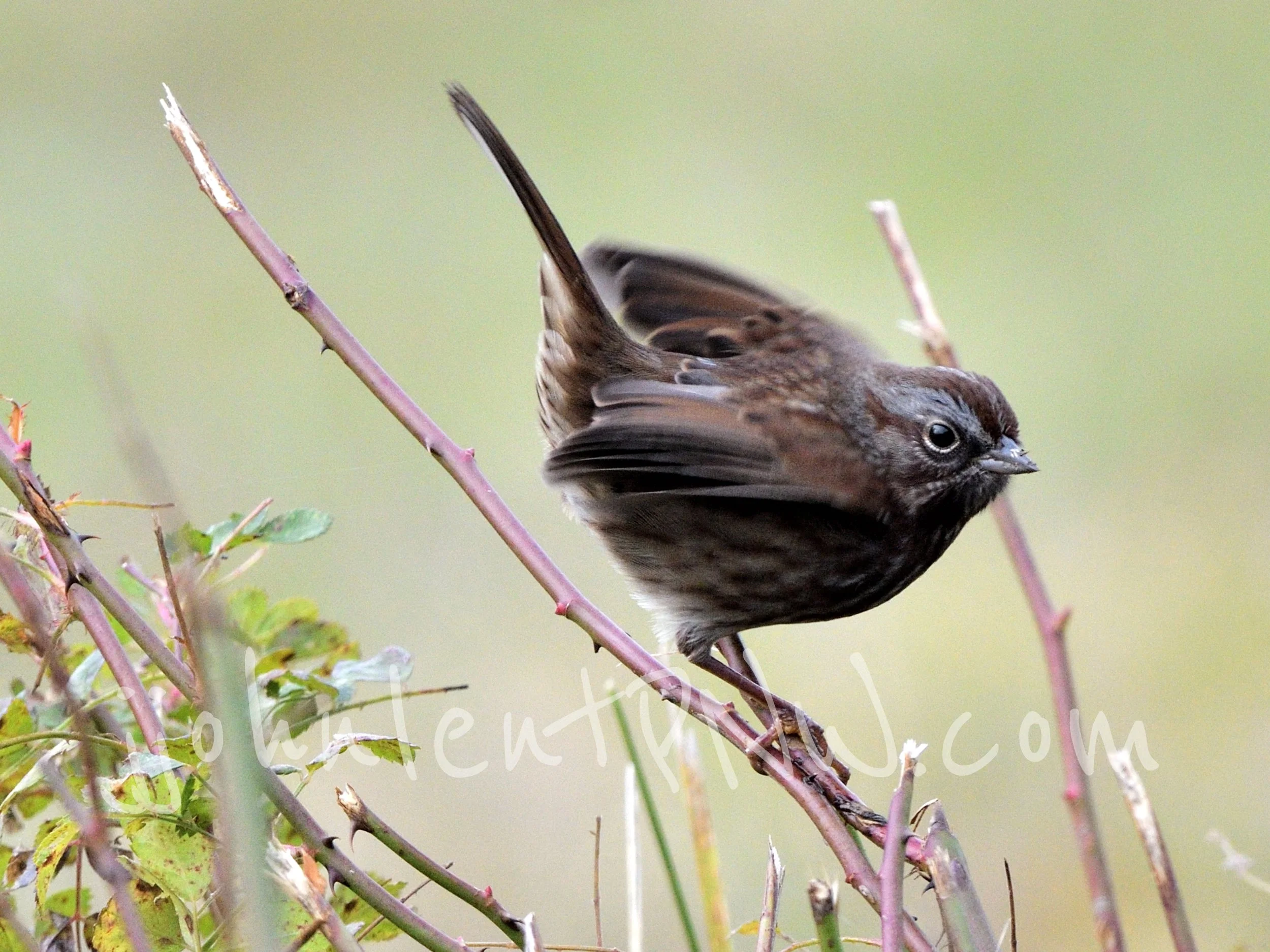 little jewel bird jpeg_001.jpg