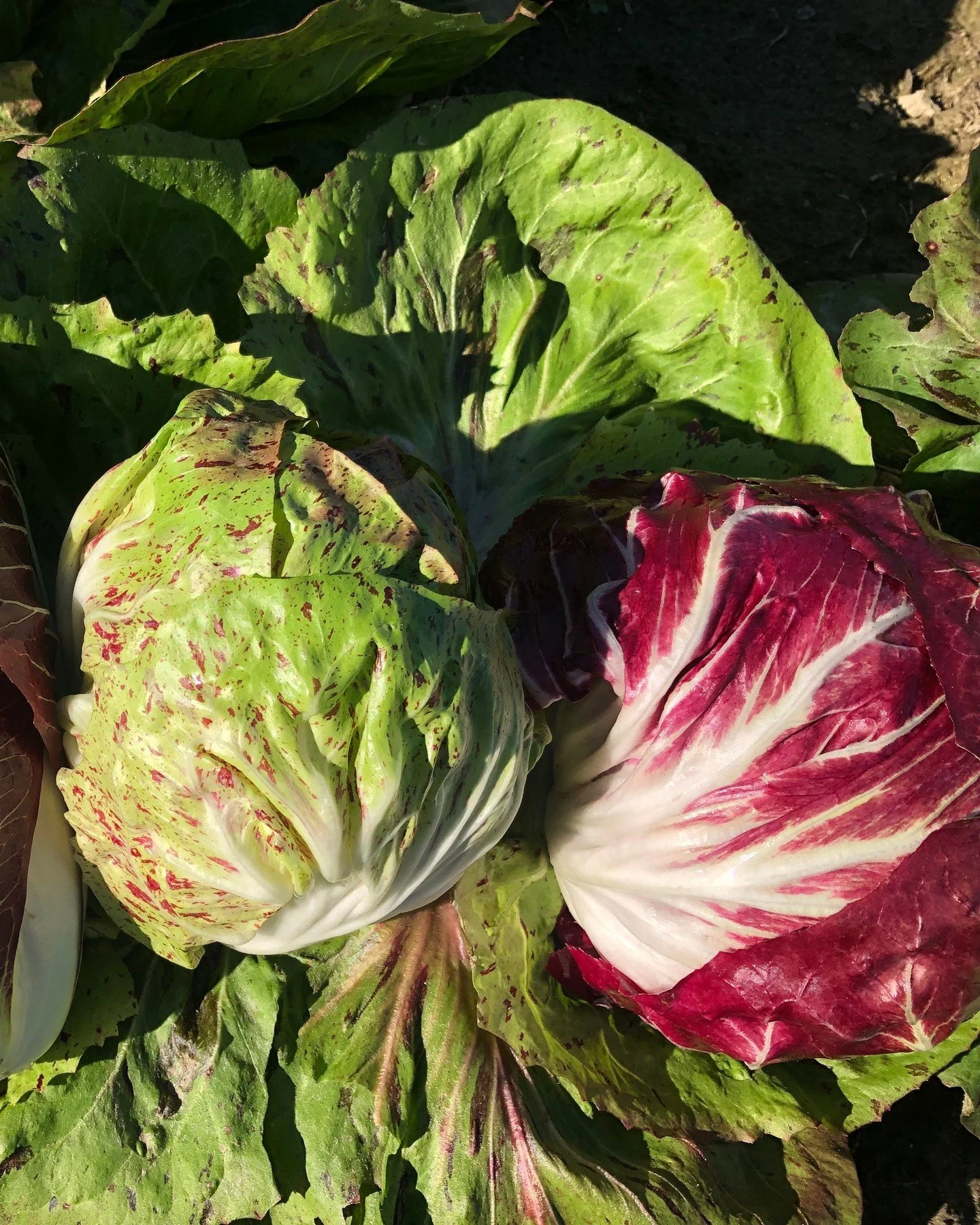 Spicy &amp; bitter radicchio, sweet sliced apples, maybe some salty parmesan. It's chicory season at @hurricaneflats!