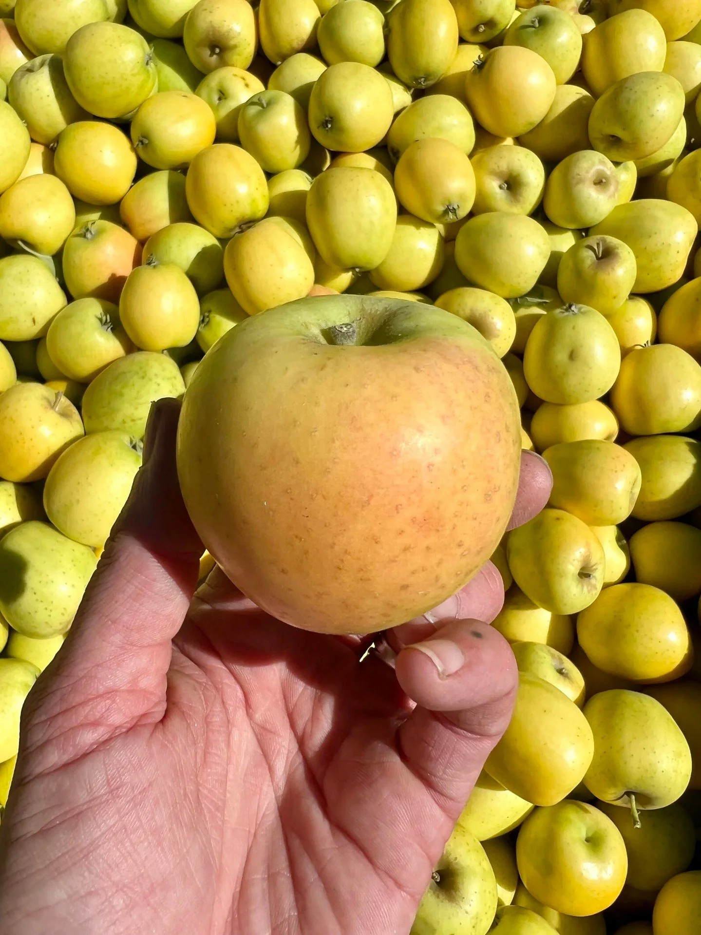 It's a bird! It's a plane! It's an apple! ....It's a pineapple? Ananas Reinette (aka &quot;Pineapple Queen&quot;🍍👑) gets its name for its acidic, pineapple flavor when fully ripe. As @scottfarmvt says, &quot;bright and assertive, Ananas will wake y