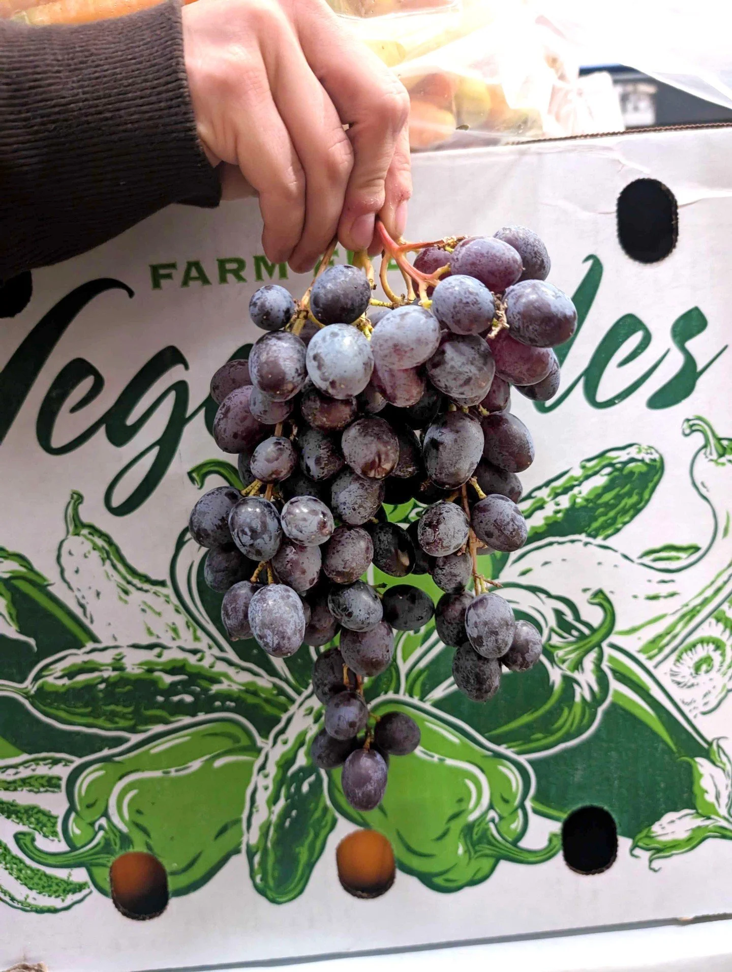 Jupiter grapes are here! 🪐 These beautiful blue-purple, seedless Muscat grapes have a sweet and rich flavor - with floral and tropical fruit notes. (They're a bit like Concords but less tannic.) Coming from Ashfield, MA, these grapes are grown by @c