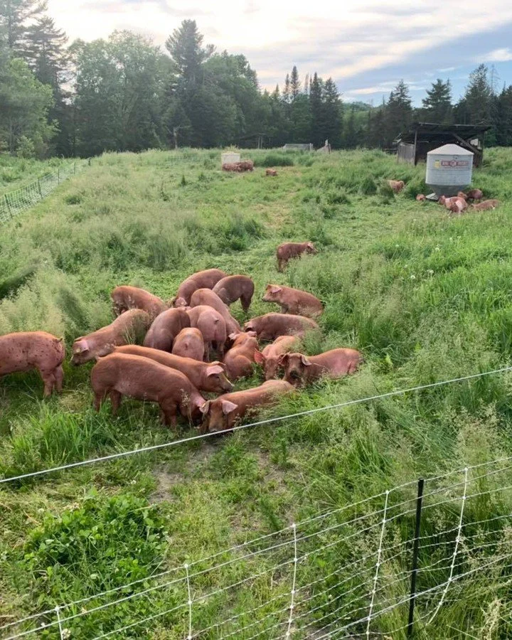 Check your email! We've put together some new tools to help you and your customers see the grass-fed and pasture-raised meat we have available ✨in real time✨. See specific cuts of beef, pork, lamb, chicken, and duck that are available to you and your