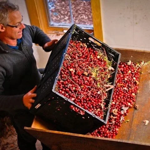 Cranberries are coming in! Order tomorrow (Thursday) for the first deliveries! Run by Bob Lesnikoski, Vermont Cranberry Company is the state's only commercial grower. Bob jokes, &quot;cranberries have a six-week season&quot; between Thanksgiving and 