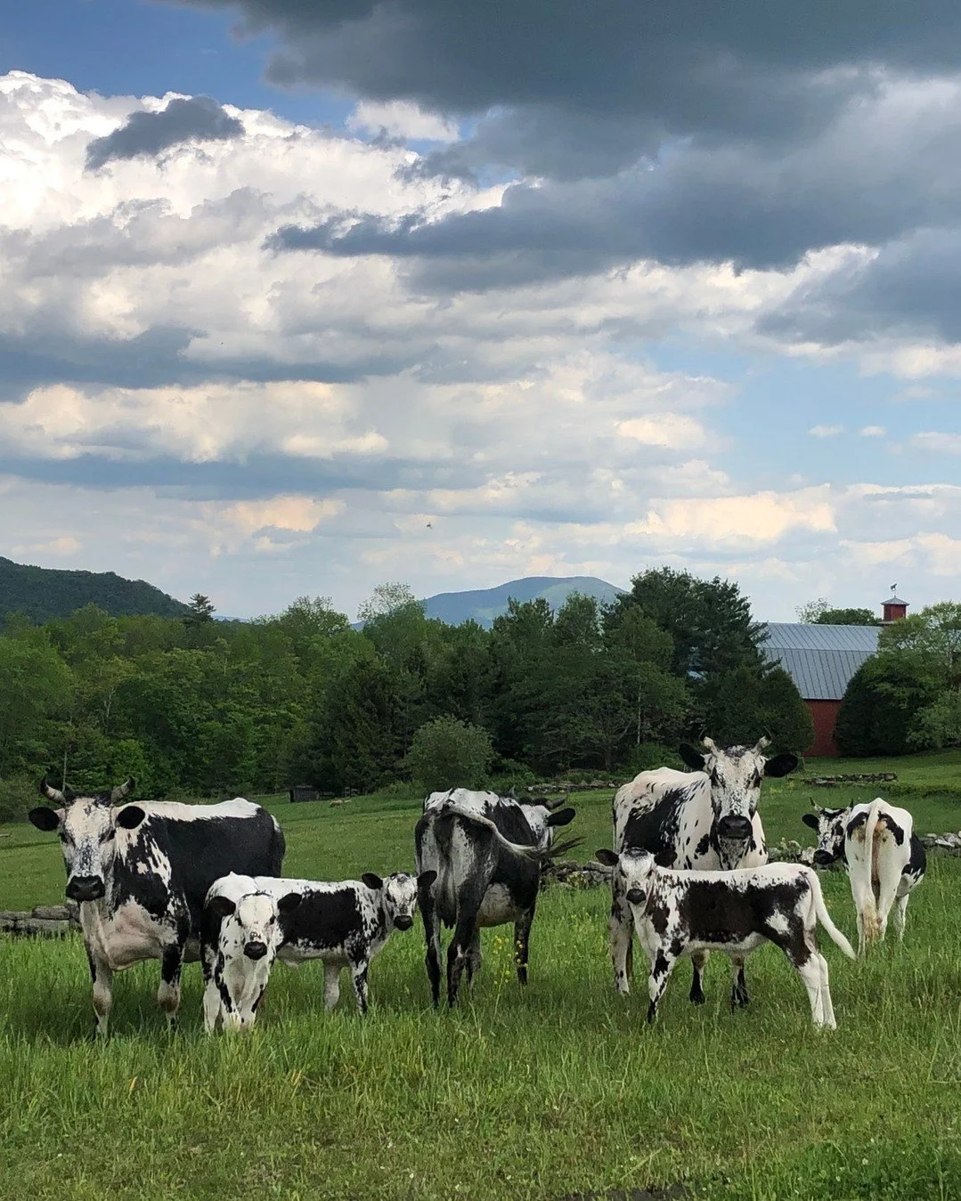 Back on the list! @newhallfarm.vt has a very limited production of 100% grass-fed Randall beef (Vermont's official state heritage breed). So as Megan says, &quot;we got excited and... ordered everything!&quot; including cuts and ground beef. Randalls