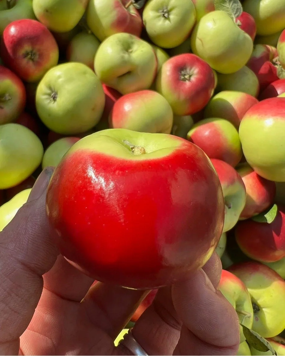She's a Lady! 🍏🍎 Lady apples are one of the oldest varieties being grown today. Originally from 1500s France, they were incredibly popular during the Renaissance, &quot;when ladies would keep one tucked away in their bosom in order to take discrete