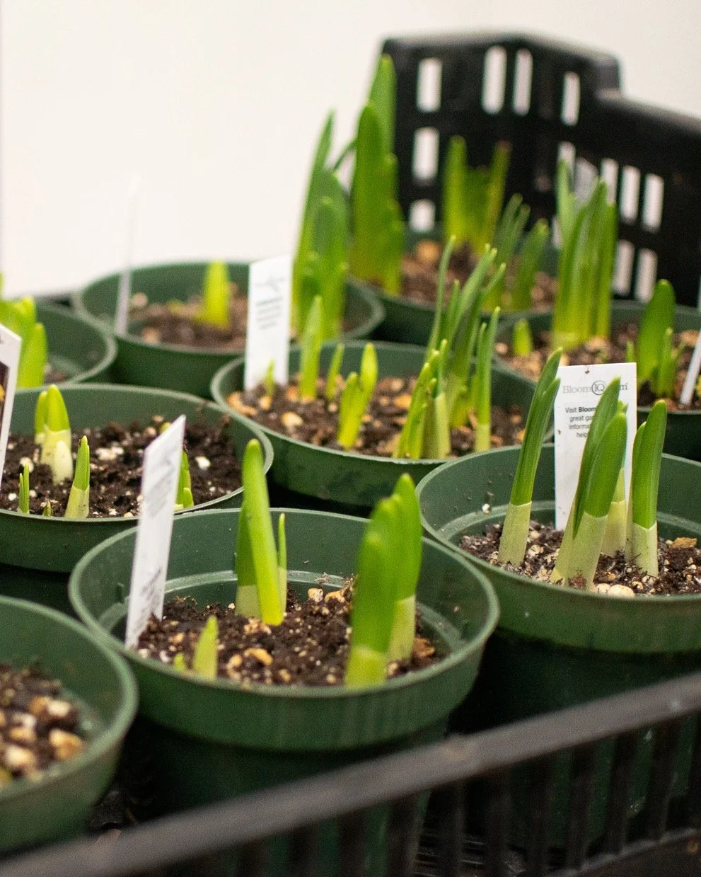 Bulb season is back! 🌱 Paperwhites are coming in first with more varieties coming soon. Brighten your table through the winter months! 🍂