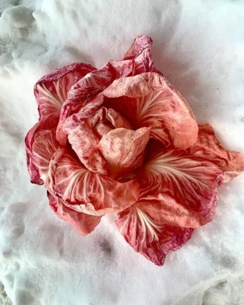 Quick shoutout to the stunning radicchio from @kitchengarden.farm and their enthusiastic love of bitter greens! On the list now!
Artistic photo credit to 📸 @marlowanddaughters!