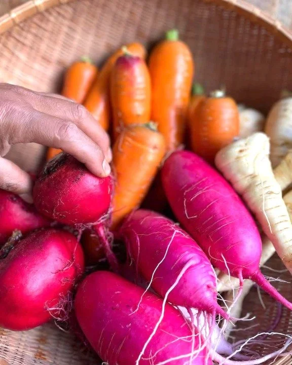 It's Rosendo's season! @wintermoonroots are here and we have beets, radishes, and turnips already in the house. Rosendo Santizo joined the farm in 2010 and purchased the business in 2022 with the help of his community. We are so excited for the color