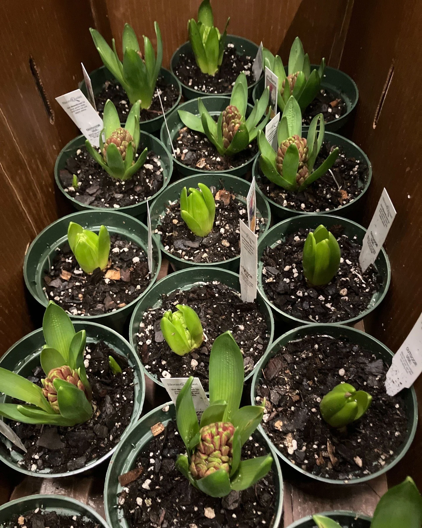 We're prepping for the snow too, but spring vibes are already hitting the warehouse. Potted bulbs from Talking Well are now on the price list, including crocus, mascara, hyacinth, tete a tete, and mini irises🌷 Mark Lansburgh has been crafting greenh