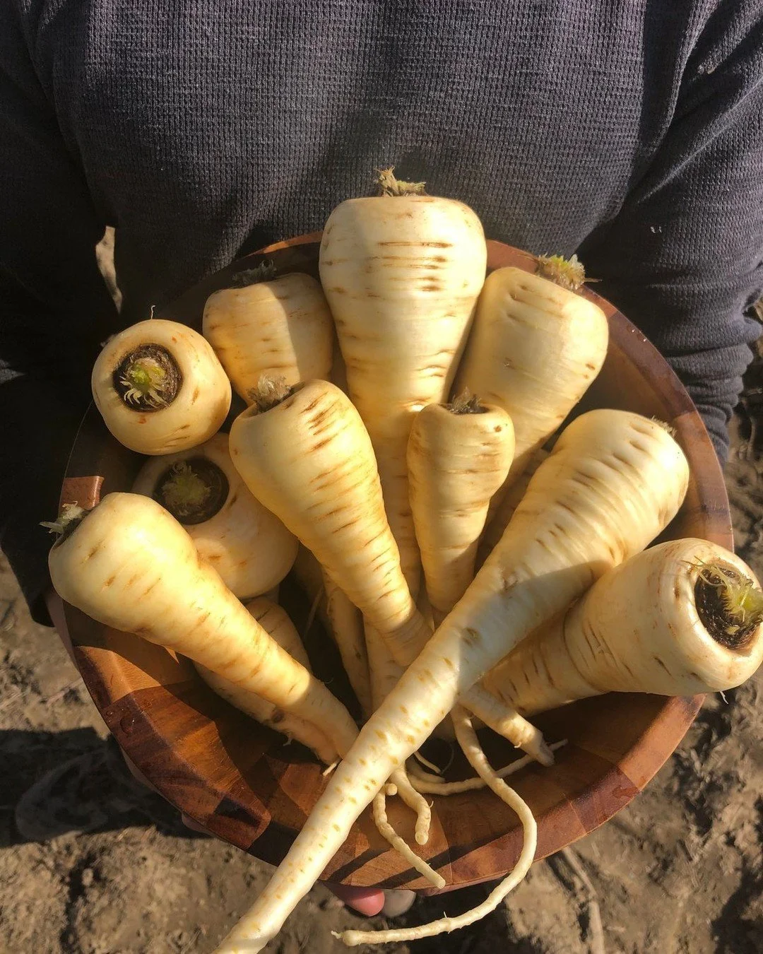 Spring dug parsnips from @wintermoonroots are here! 🌱 Overwintered in the ground and harvested as the soil thaws, these parsnips have converted their starches into sugars, giving them a noticeably sweeter, richer flavor. Grown in Hadley, MA Winter M
