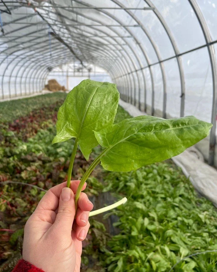 The first real signs of spring are starting to show up! Greenhouse greens 🌱 like mizuna, baby spinach, upland cress, and more from @petes.greens are bringing that tender, just-picked energy. The season is shifting, even if it&rsquo;s still cold out!