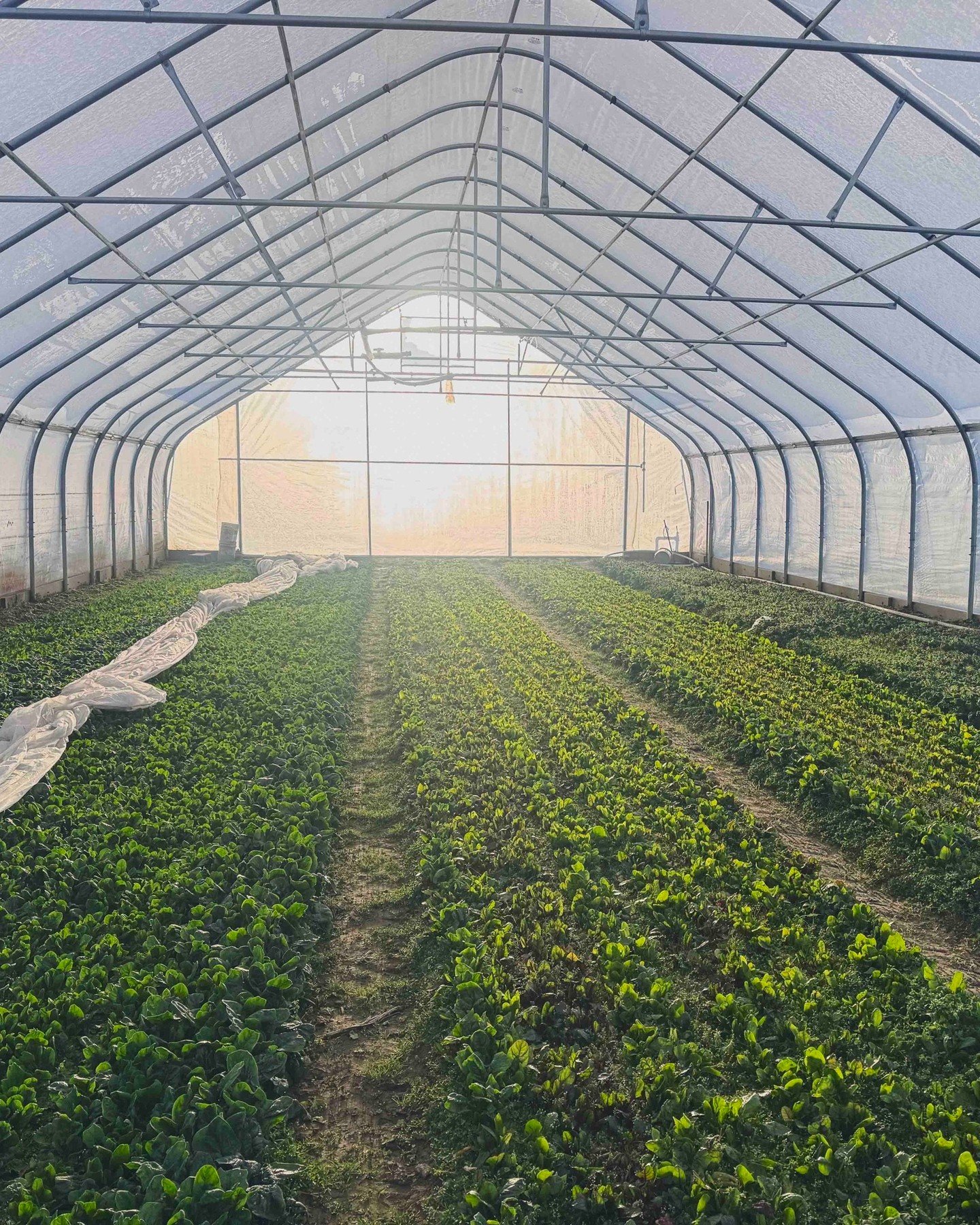 Signs of spring!! Spinach is here! @jerichosettlersfarm and @bardwellfarm spinach is available for late additions this cycle, with both retail and bulk options ready to go!