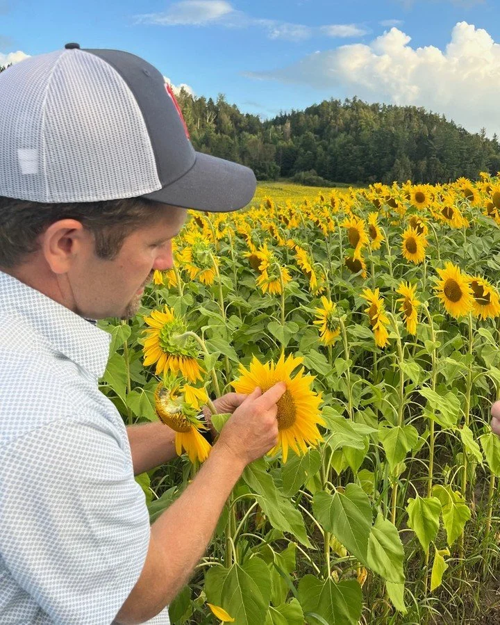 Cold-pressed sunflower oil right from the Northeast Kingdom 🌻 Available in retail and foodservice sizes! Morningstar is a 400-acre certified organic family farm in Glover, VT. They grow grains, dry beans, Angus beef, and most stunningly... 30 acres 