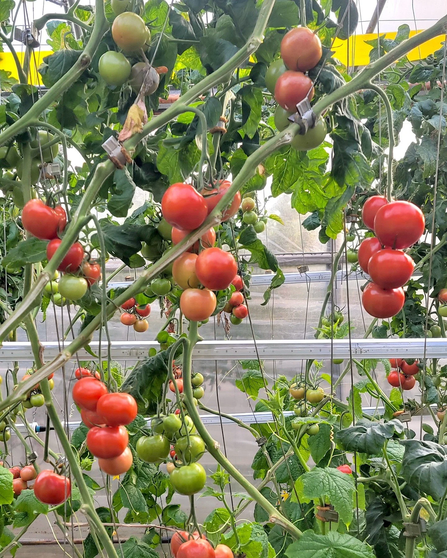 Tomatoes on the vine are on the list via @deeprootorganiccoop! 🍅 These come from L'Abri V&eacute;g&eacute;tal - a family farm in Compton, Qu&eacute;bec run by Fr&eacute;d&eacute;ric and Annie. They're organic greenhouse pioneers who believe a tomato