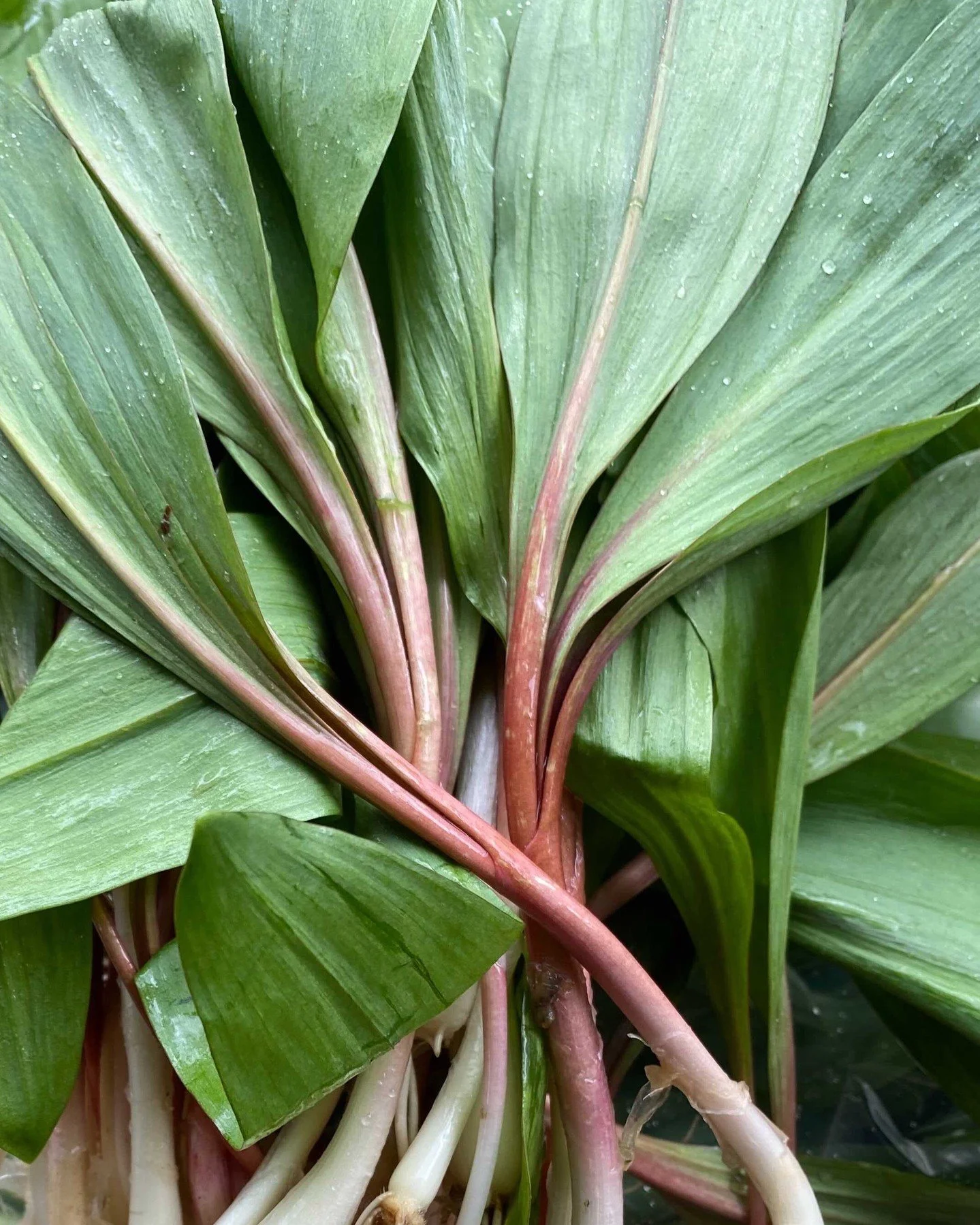 RAMPS ARE HERE 🚨💚
Wild, sustainably harvested, and just-foraged by Joe Czajkowski's crew in the Pioneer Valley. Ramp season is short and absolutely worth making noise about! For the uninitiated: ramps are wild leeks that pop up in early spring, and