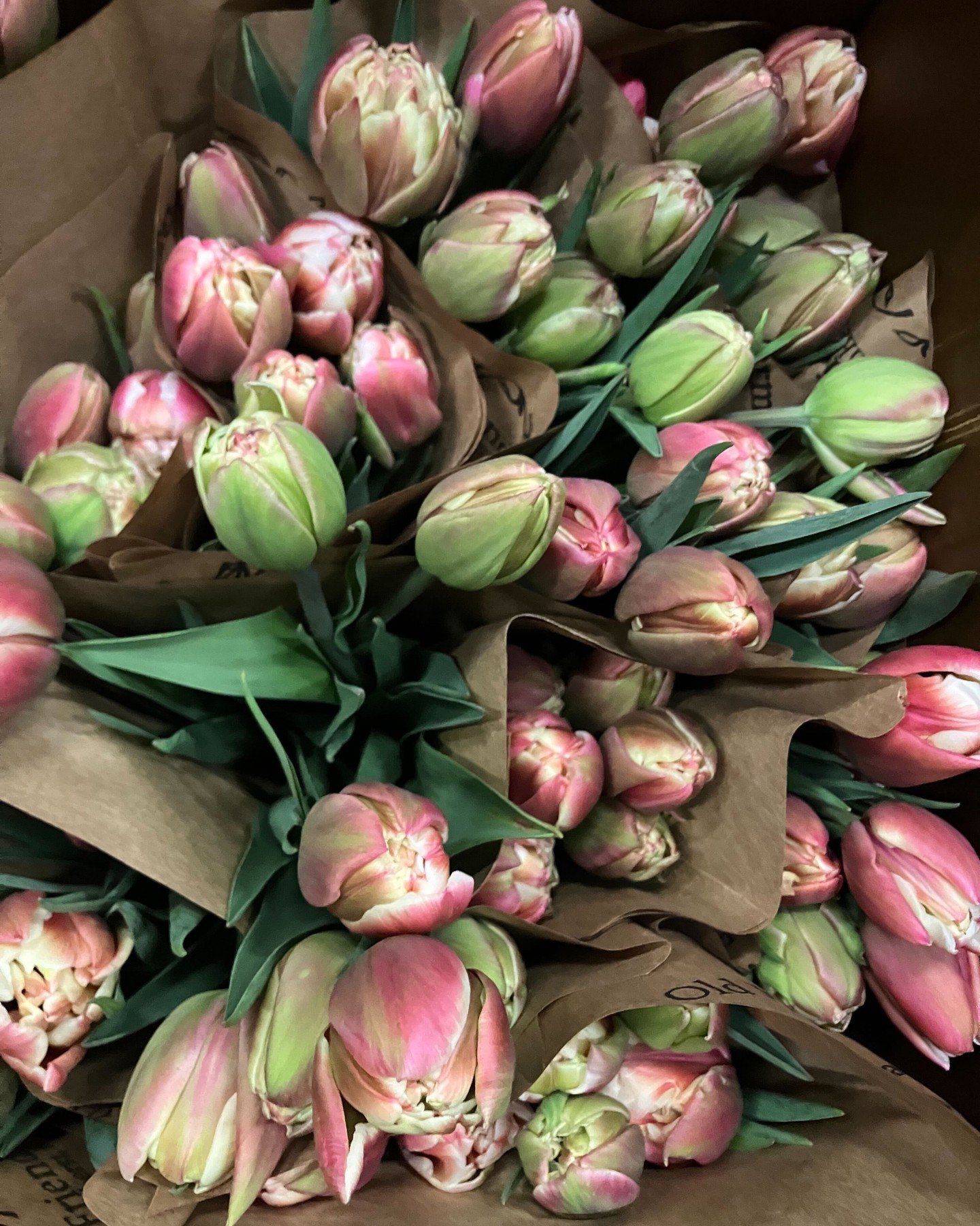 It feels like spring and it looks like spring thanks to these stunning @oldfriendsfarm tulips! 🌷Missy and Casey (old college friends turned farm partners) have been growing organic flowers in Amherst, MA since 2003. Their tulips have never seen a pe