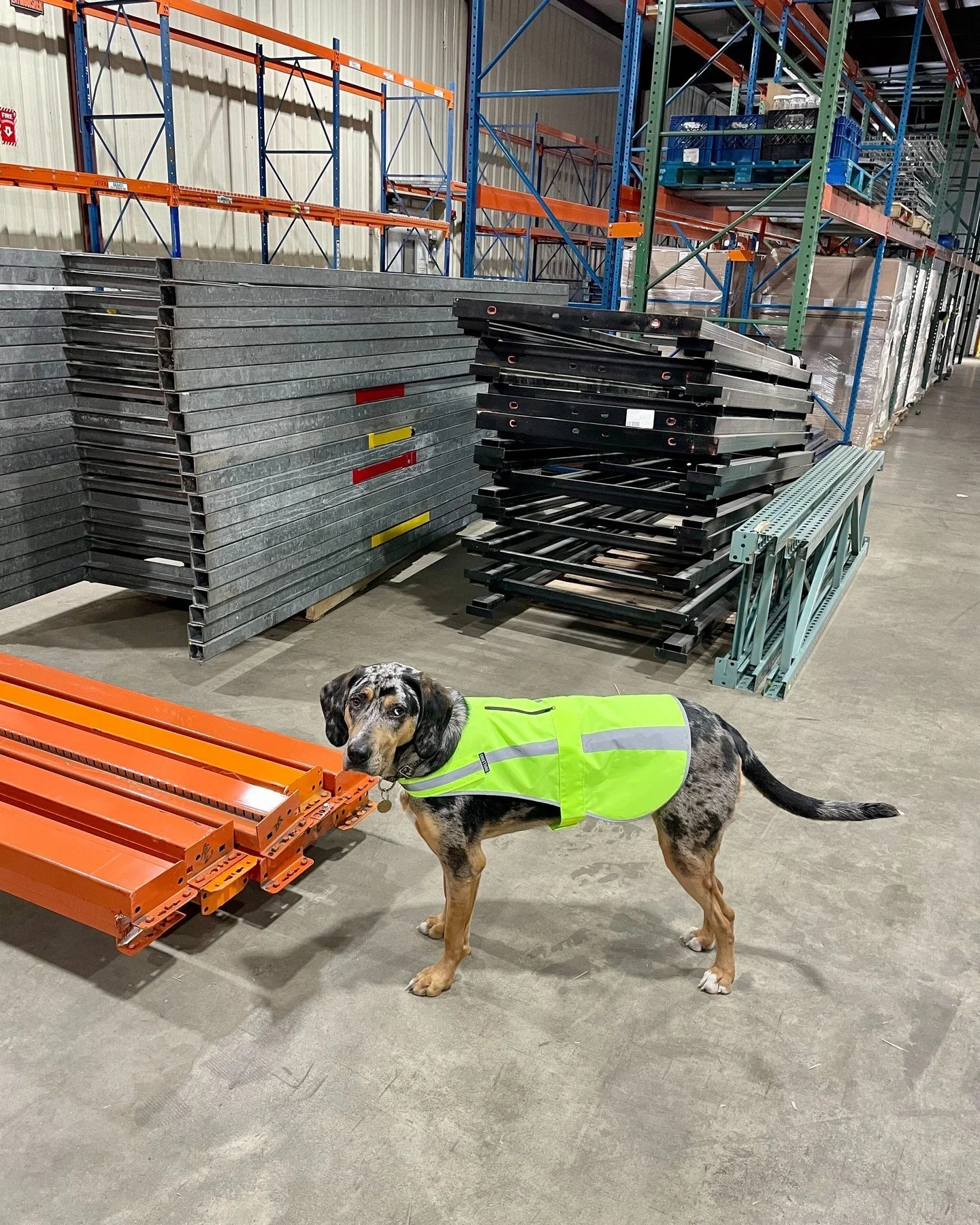 A day in the life of a Myers dog, featuring Idgie and Rue. 🐾 First order of business: an organize shift in the warehouse. Thorough, PPE-enforced. Then it's time to load up for the Boston route. 

Back at the office: desk duty. Keeping the team focus