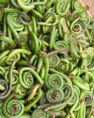 It's happening! Fiddleheads and nettles are starting to come up! For new fiddlehead enthusiasts, they are the tightly coiled new growth of the ostrich fern, and they have a very short window before they unfurl and their fleeting season ends. Nutty, g
