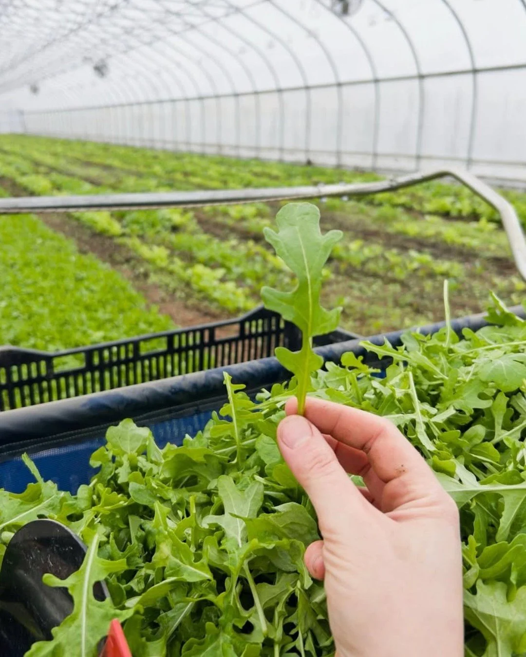 Spring greens are here 🌱 We're talking arugula, spicy mesclun, spring mix, and red mizuna from two outstanding organic farms: @kitchengarden.farm in Sunderland, MA and @petes.greens up in Craftsbury, VT. Kitchen Garden has been perfecting their sala