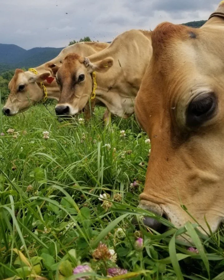 Mark your calendars for two of the best days of the year. Or as Rich Larson describes it, "the excitement of Christmas, Thanksgiving and New Year's all wrapped up in one day." 🐄 @vtmillerfarm in Vernon, VT is releasing their herd to pastur