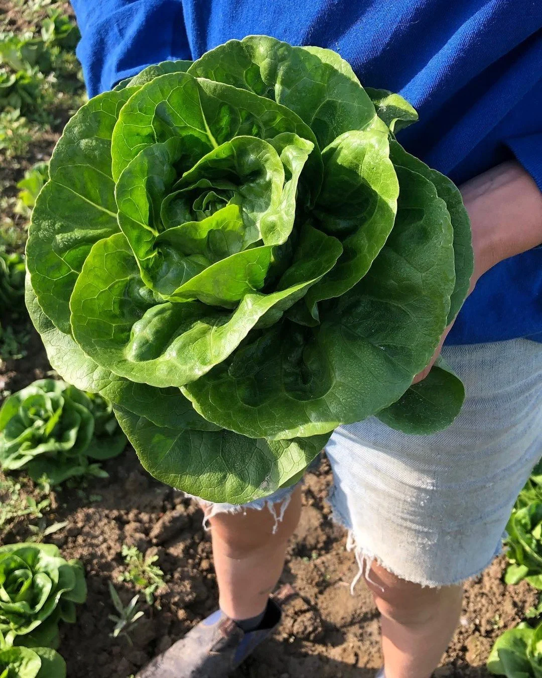 Head lettuce season is here! 💚 Little Gem from @kitchengarden.farm in Sunderland, MA. Green Leaf and Red Leaf from @redfirefarm in Granby, MA - a farm that, fun fact, is literally named after a lettuce variety. Ryan Voiland named the farm partly aft