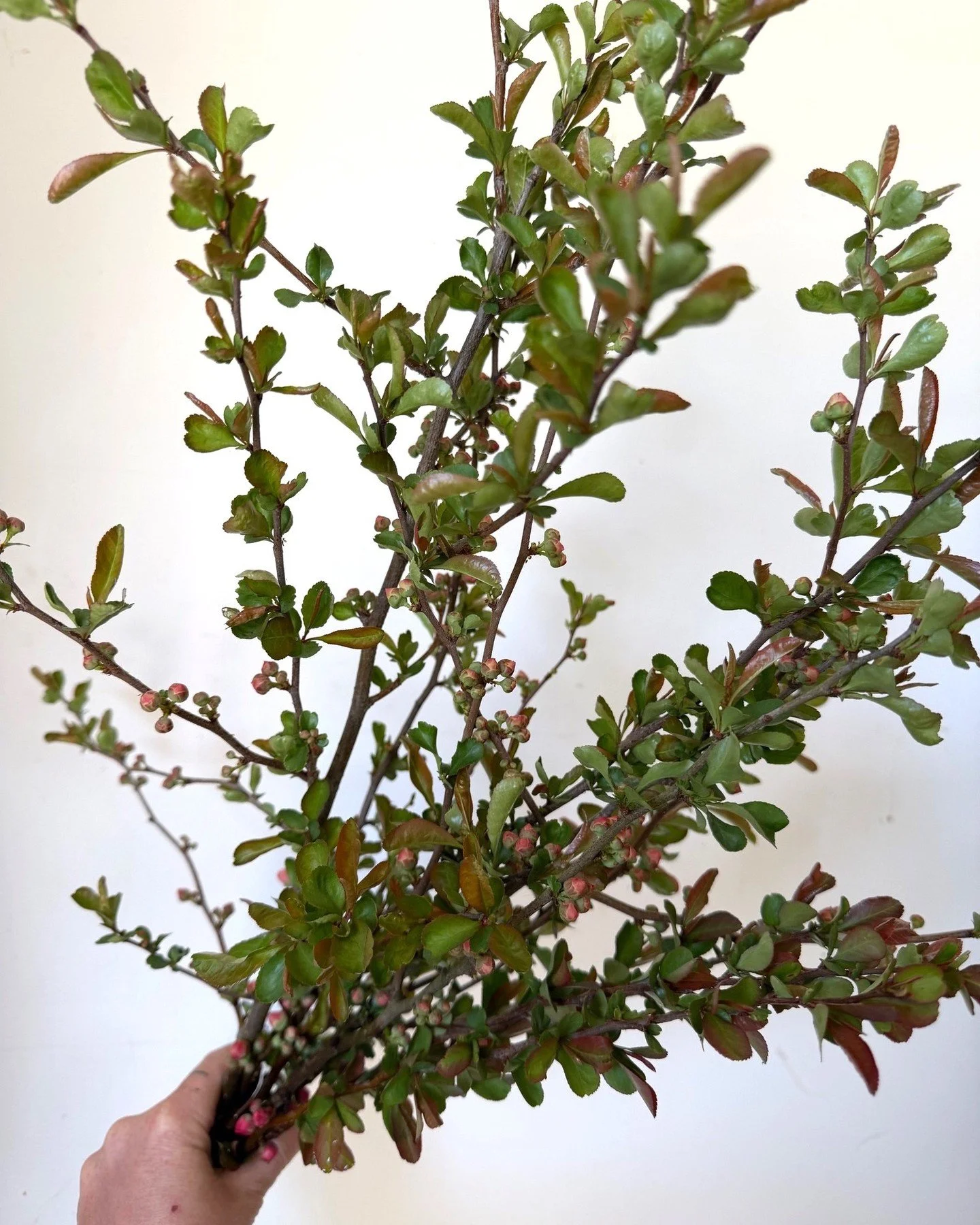 Something a little different for your floral displays! Quince and peach branch bunches from @many_graces in Hadley, MA. Early spring blooming branches that bring that new, sculptural, wild, beautiful energy of the season - exactly what this time of y