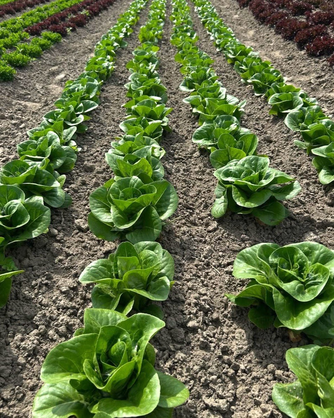 Check out the little gem and cilantro from @pitchforkfarm! Rob, Eric, and the team have been farming in Burlington's Intervale since 2006. They've cultivated 25 certified organic acres and specialize in salad greens, herbs, and vegetables that Burlin