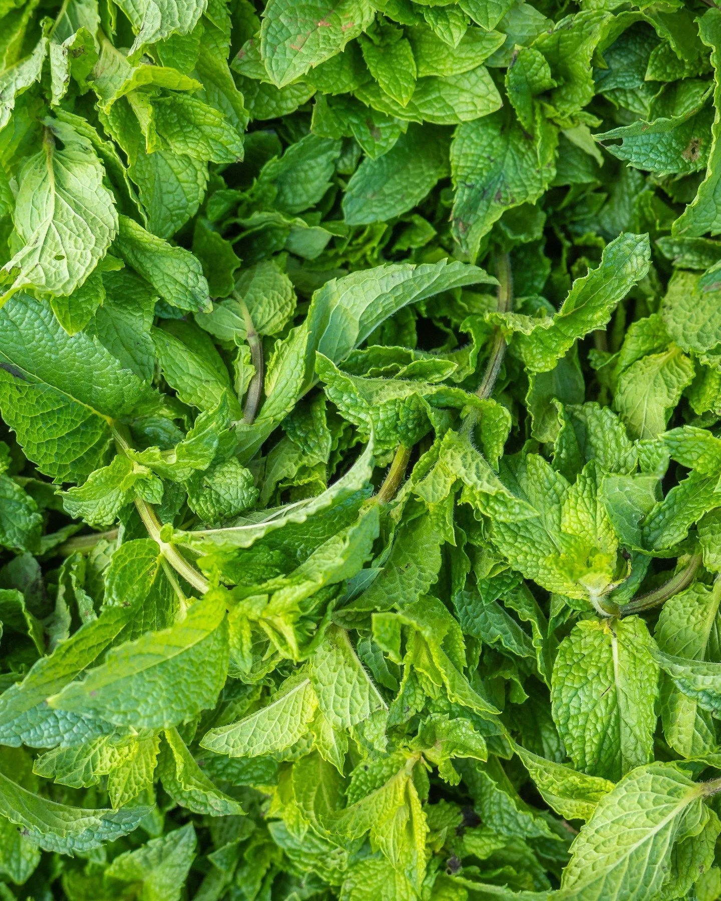 Beautiful herbs coming in from @redfirefarm! Peppermint, spearmint, thyme, sage - just in time to add a fresh kick 💥