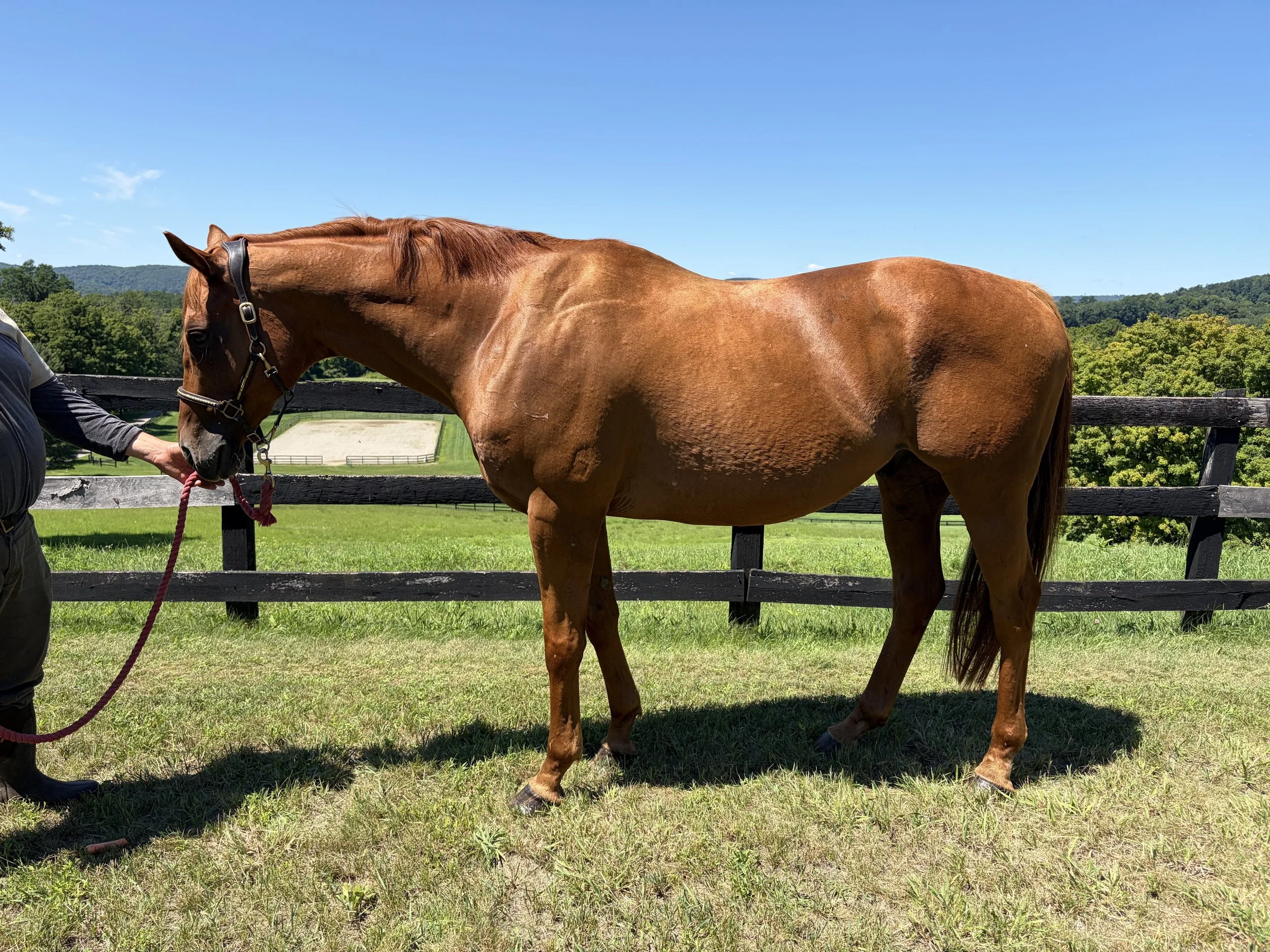 A chestnut horse with a person holding its bridle stands next to a wooden fence in a green field, under a clear blue sky with distant hills in the background.