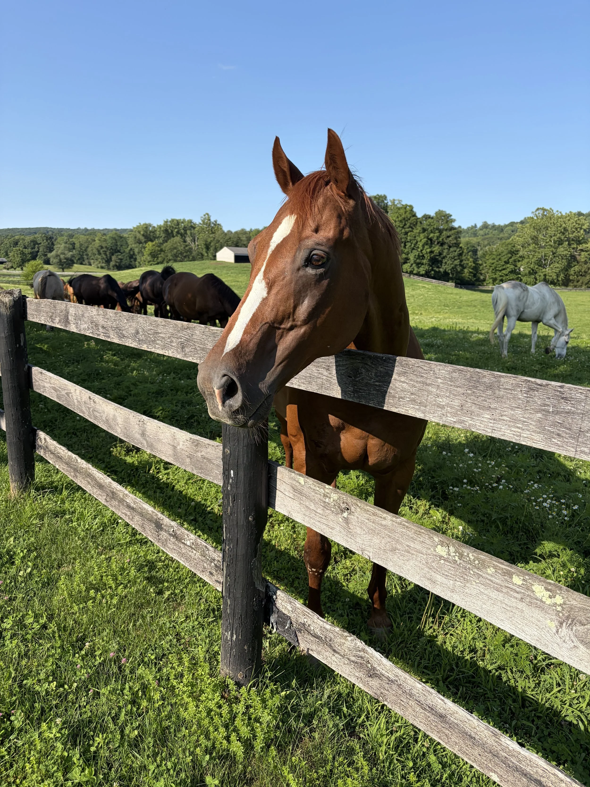 A brown horse with a white stripe on its face leaning over a wooden fence in a green field under a clear blue sky, with other horses grazing in the background.