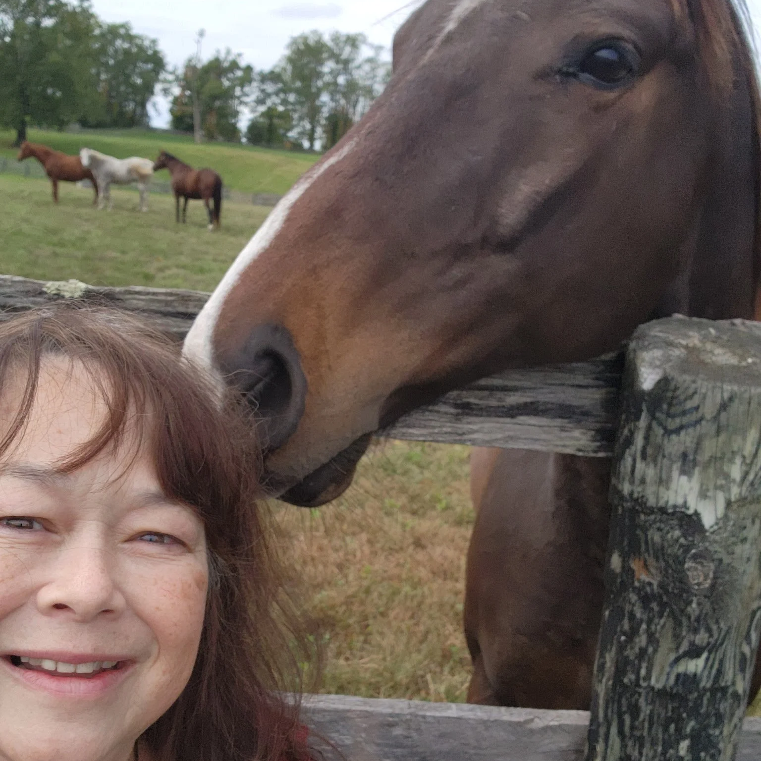 Wayward Son loves the camera!