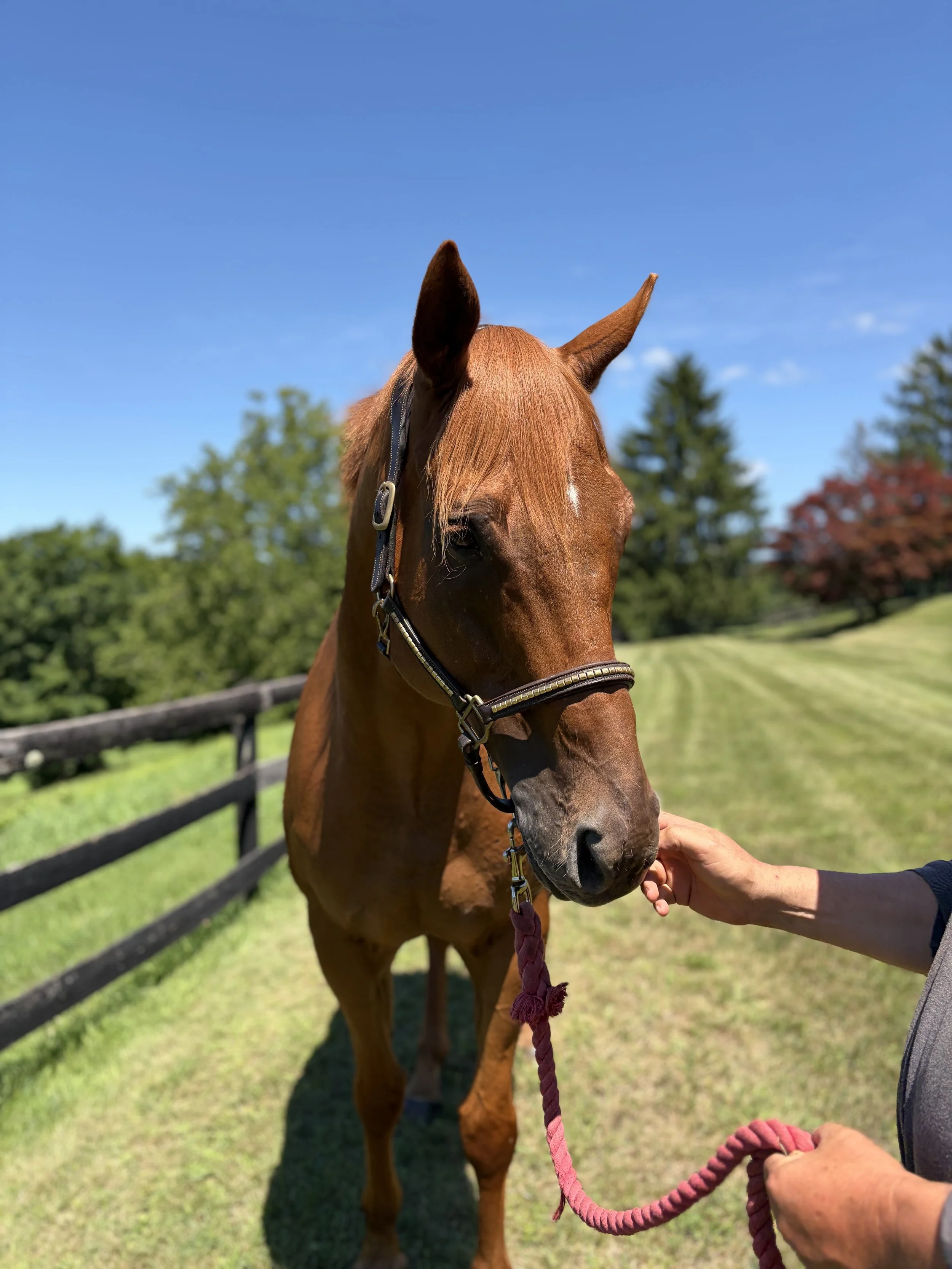 A chestnut horse with a light mane standing outdoors on a sunny day, being held by a person with a pink rope halter and lead, near a black wooden fence with trees in the background and a clear blue sky.