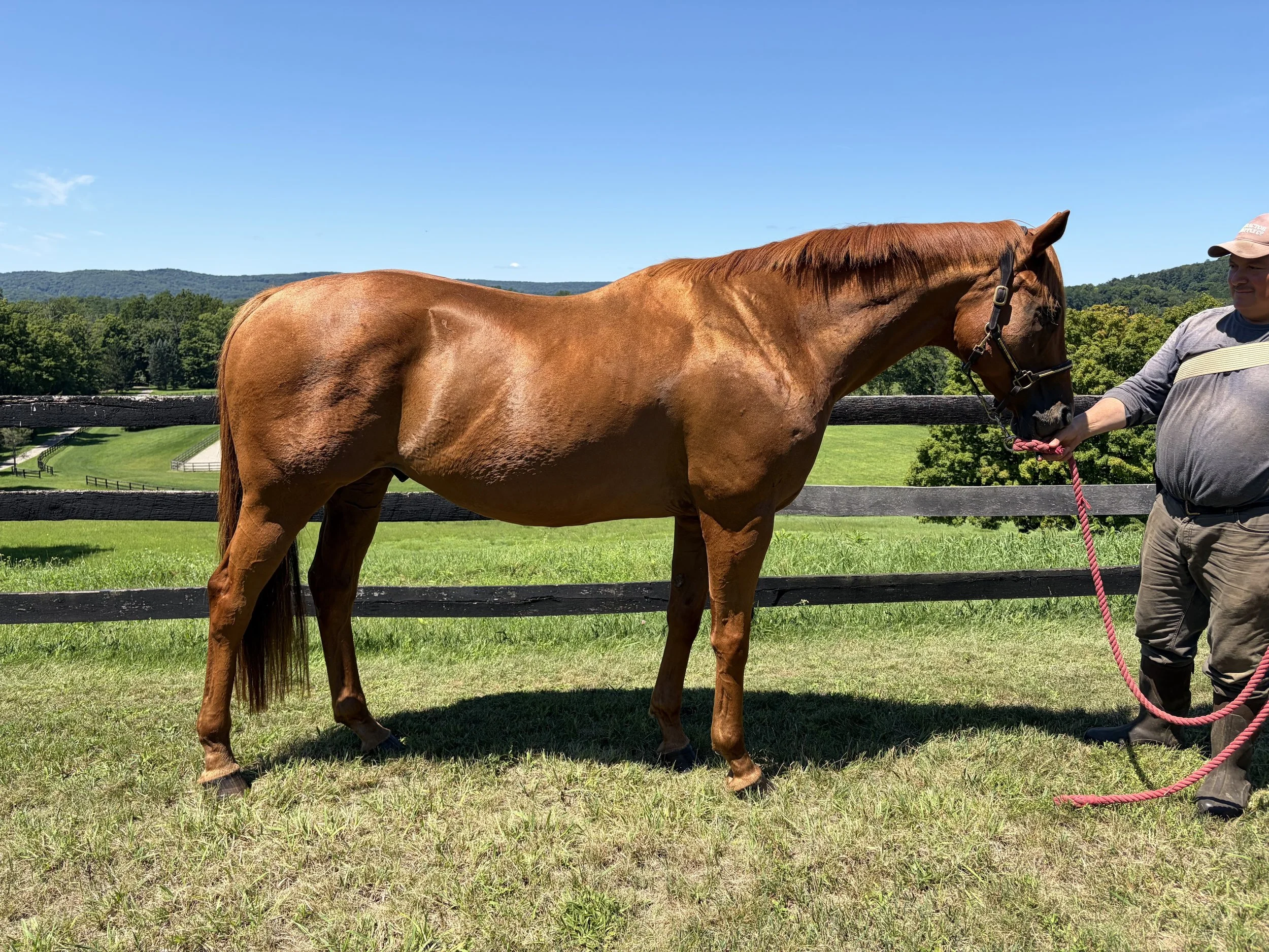 A person is holding a red rope attached to a chestnut-colored horse in an outdoor setting with a green field, wooden fence, trees, and distant hills under a blue sky.