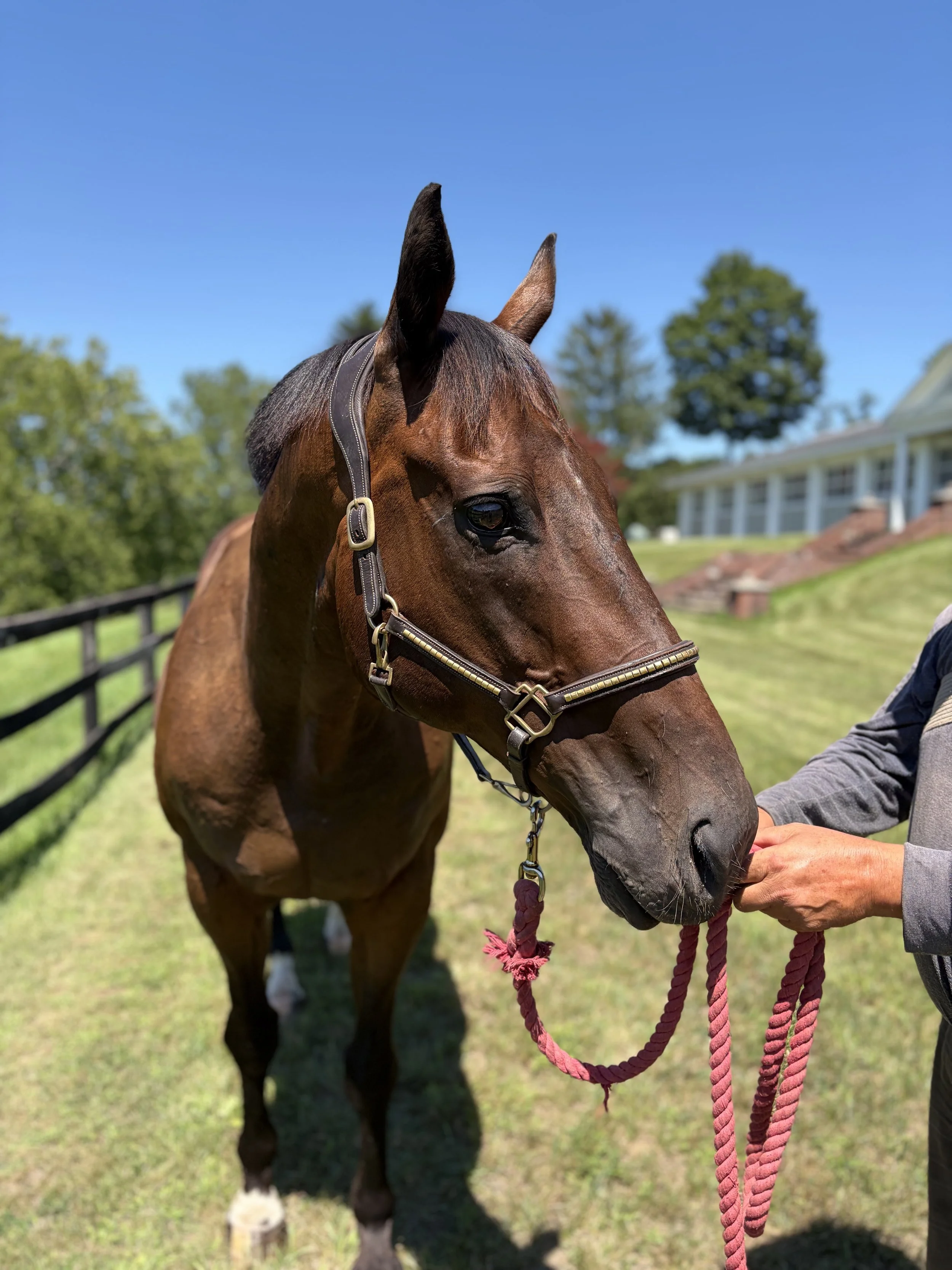 A brown horse with a black mane and a pink halter, standing on a grassy field with a blue sky and trees in the background, being held by a person.